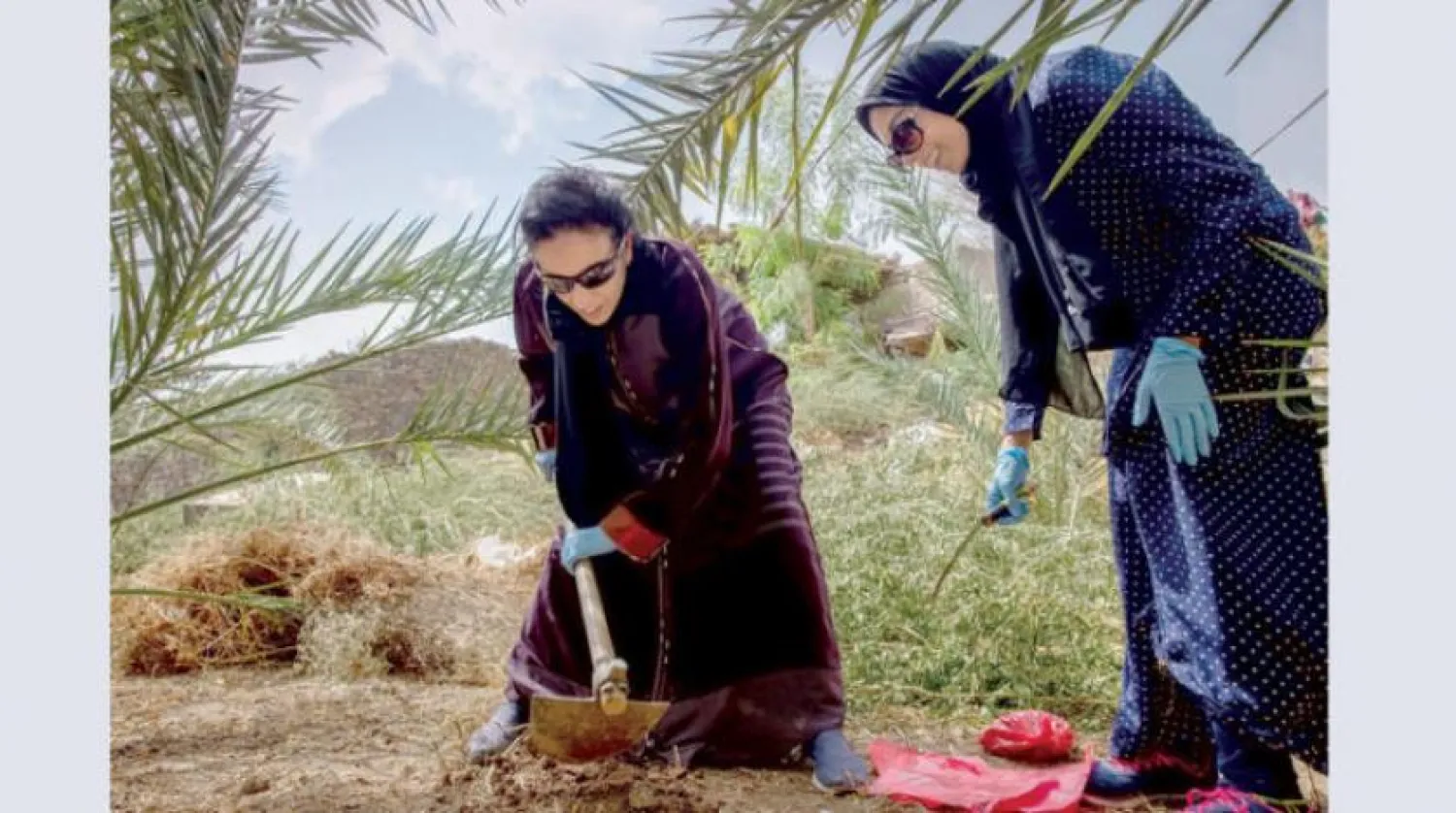 Dr. Ikram Blilou, professor of plant science at KAUST, and her research team in Saudi Arabia collected samples from ancient date palms in Madinah. (AAAWSAT AR. Website)
