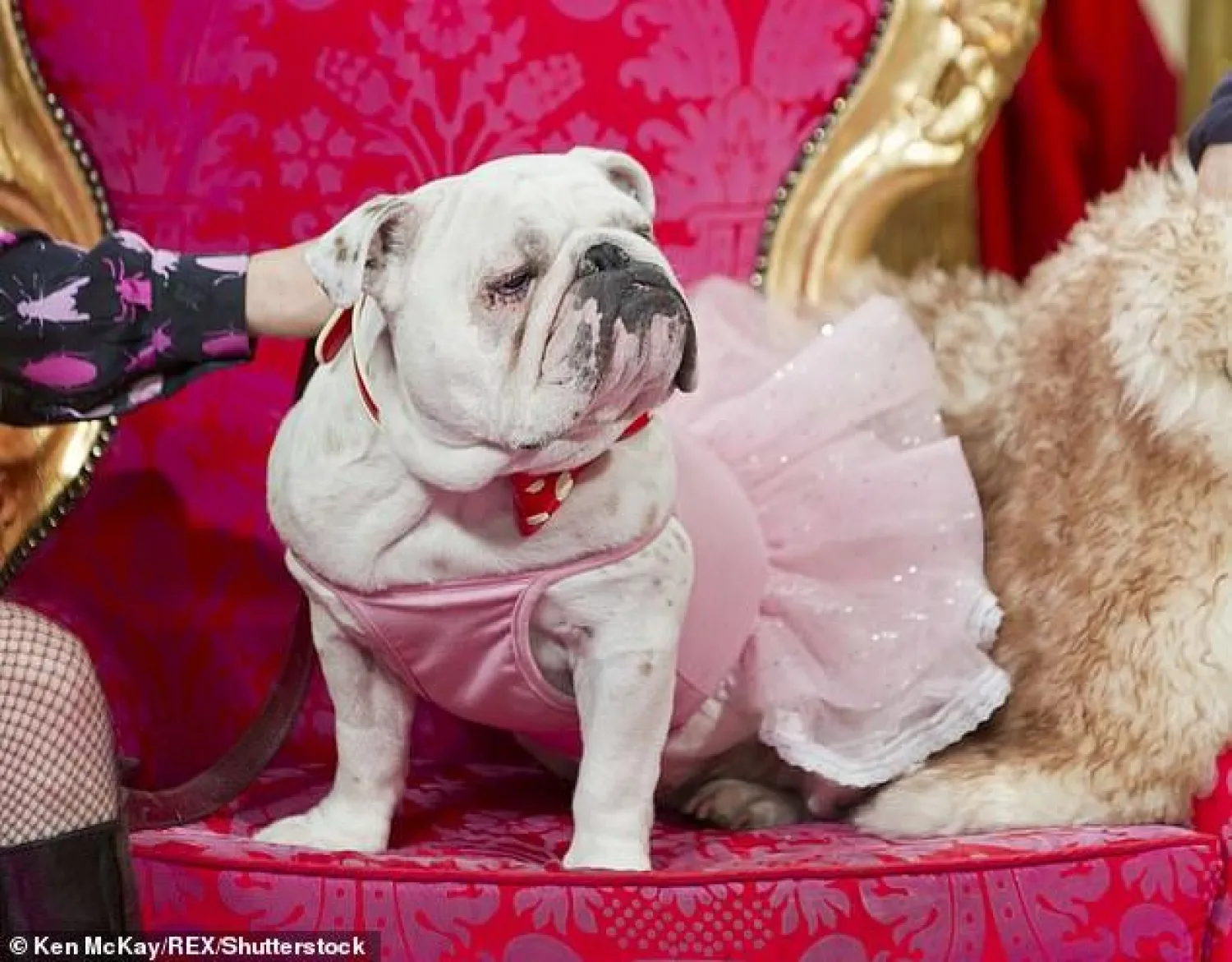 كلب يرتدي تنورة (أرشيفية)