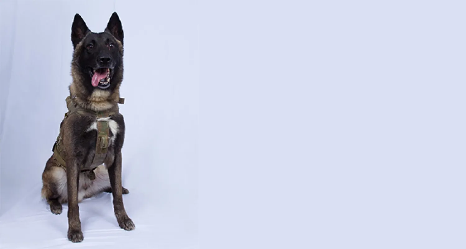 Trump, Bağdadi operasyonunda yaralanan köpeğin fotoğrafını paylaştı (İHA)