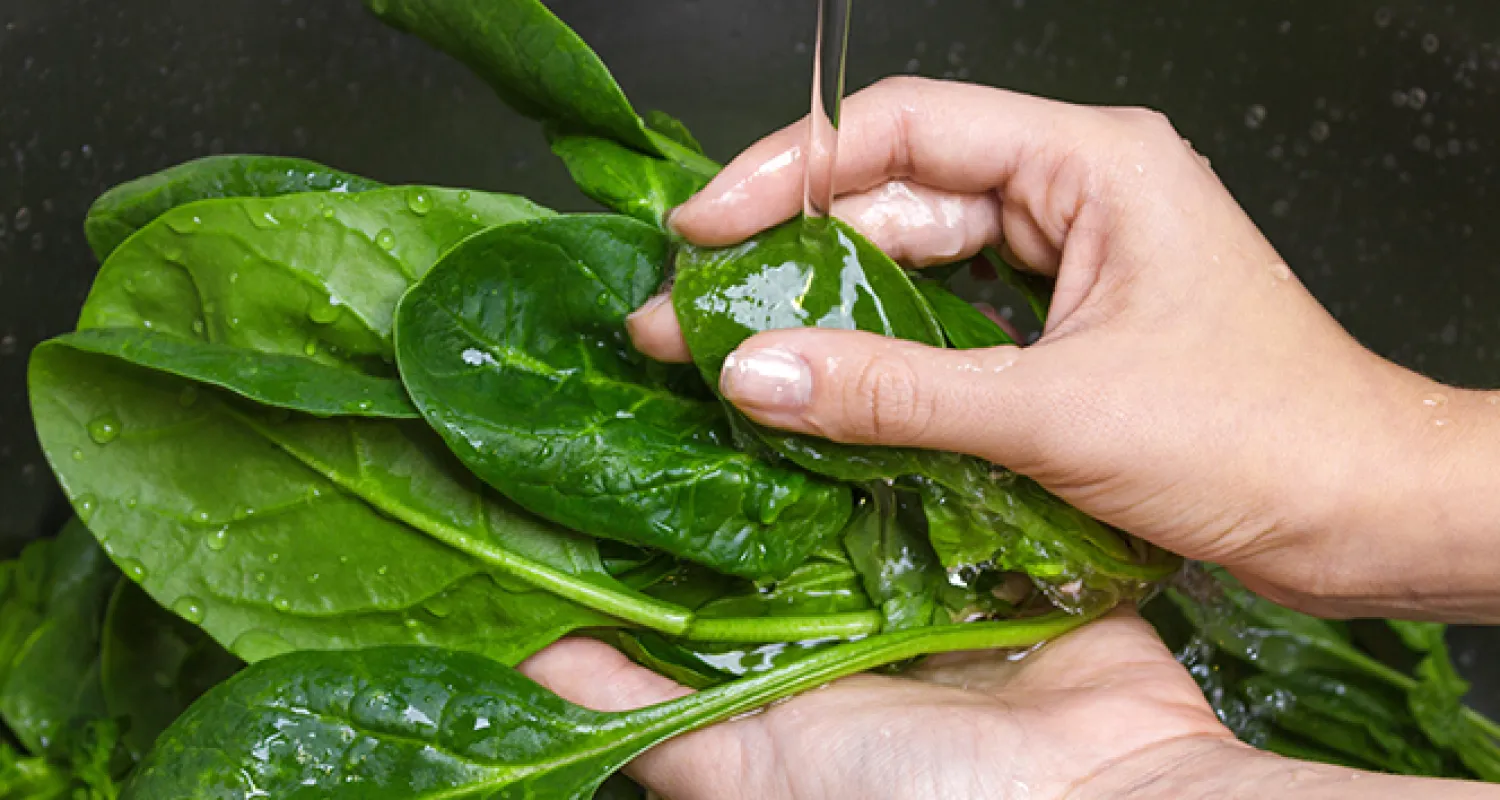 Sağlık Bakanı'ndan ıspanak zehirlenmesi açıklaması: Hastalarda hayati tehlike yok