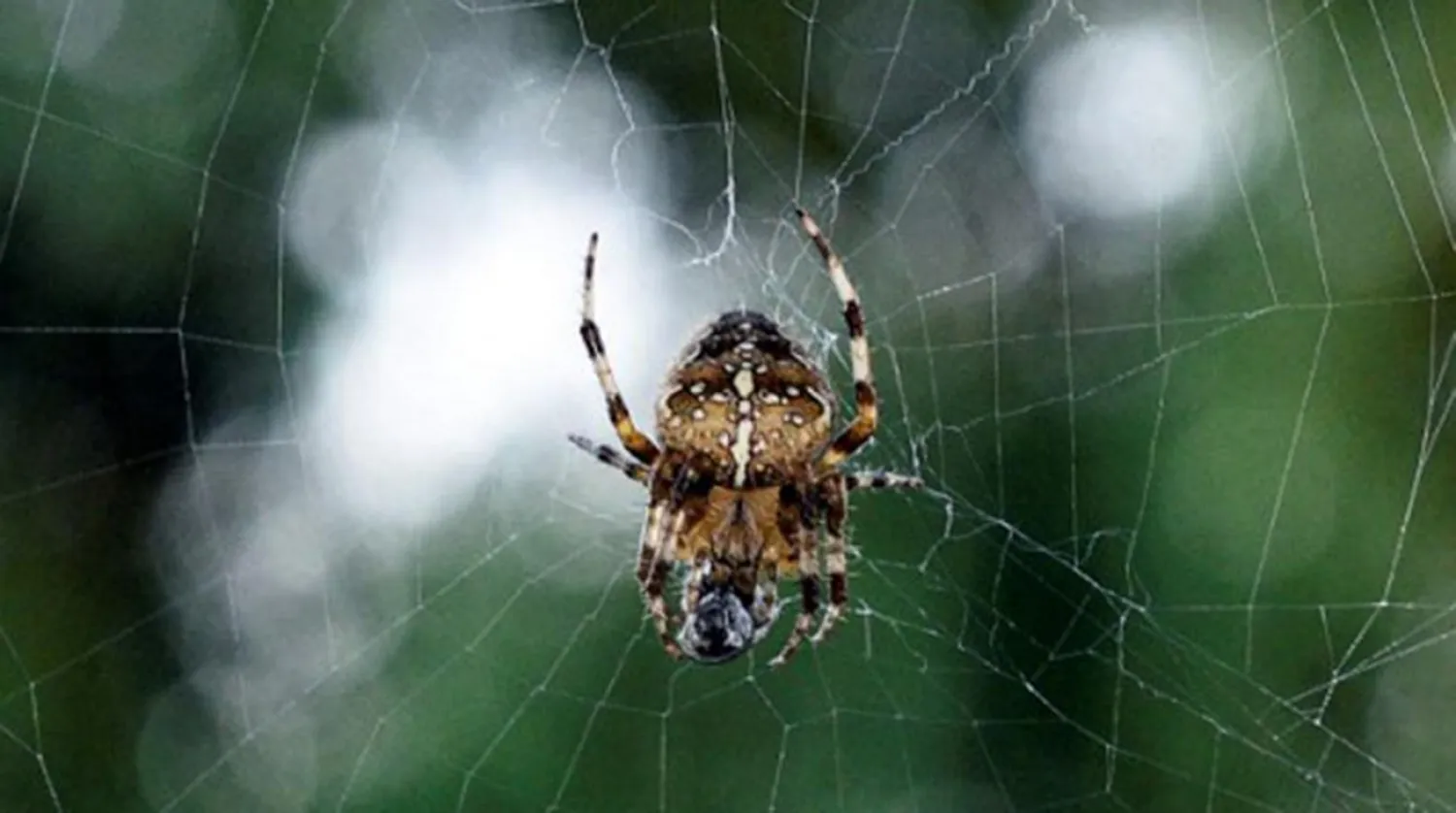  An European garden spider (Araneus diadematus) spinning its web
on September 13, 2016 in Lille, France. Photo: DENIS CHARLET / AFP