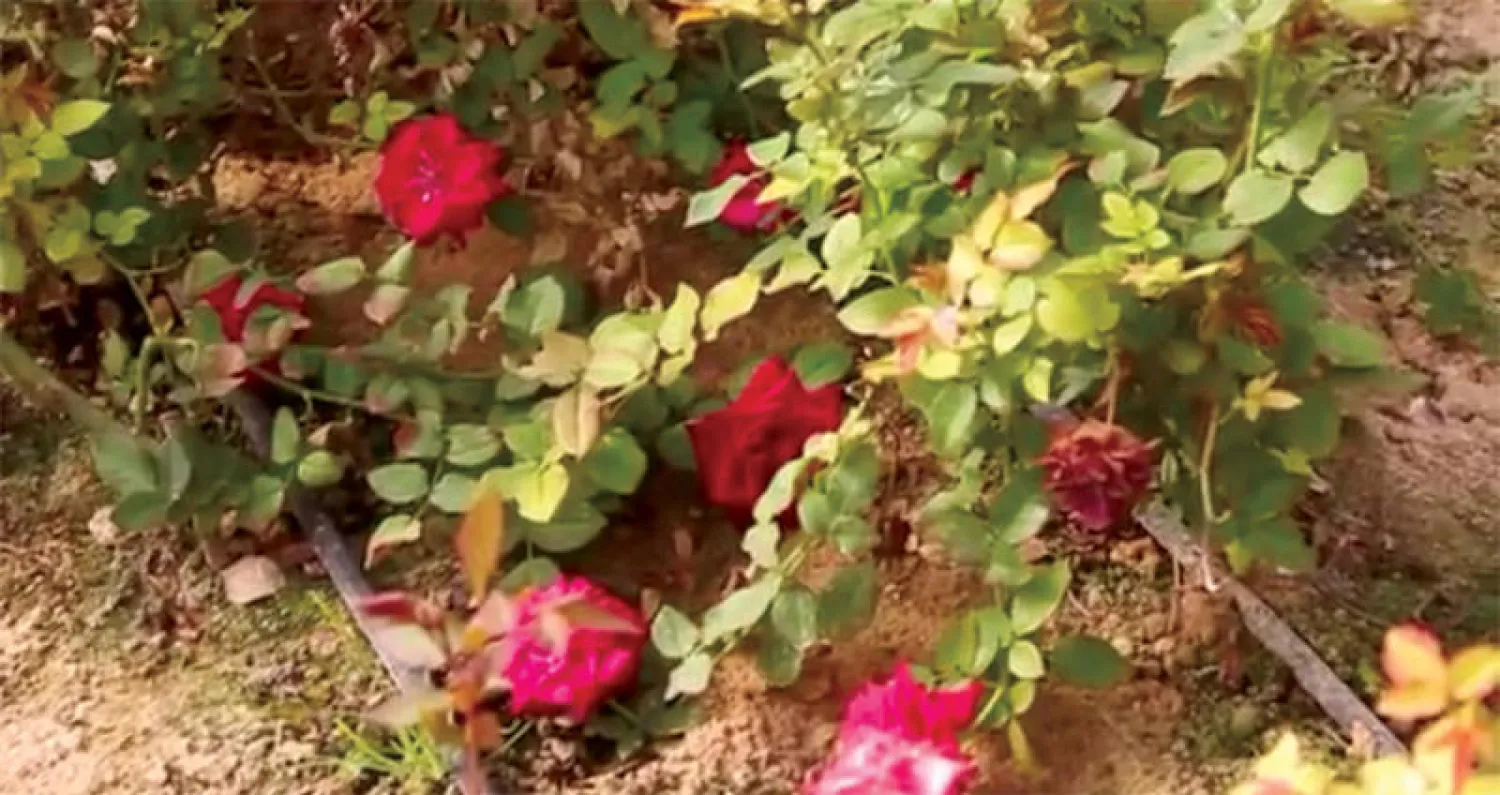 ورود في إحدى المزارع بمدينة رفح (الشرق الأوسط)