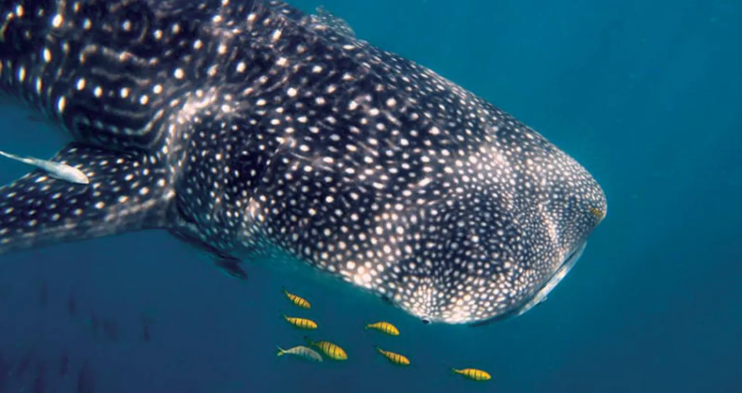 أسماك قرش الحوت أصبحت مهددة بالانقراض