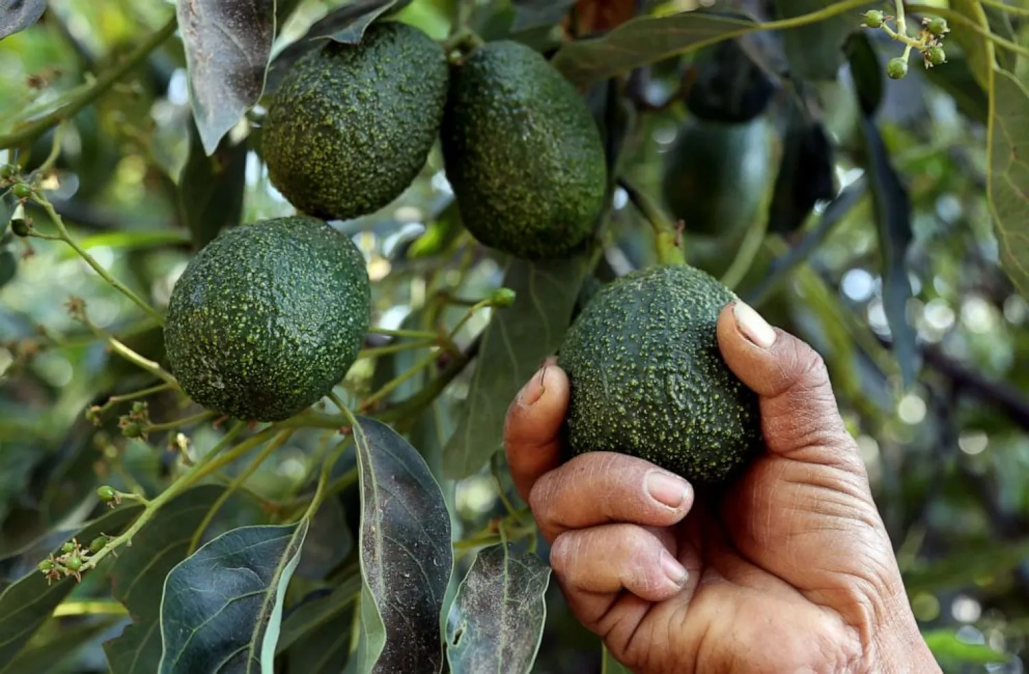 A farmer works at an avocado plantation in El Carmen ranch in the community of Tochimilco, Puebla State, Mexico, on April 5, 2019. (AFP)