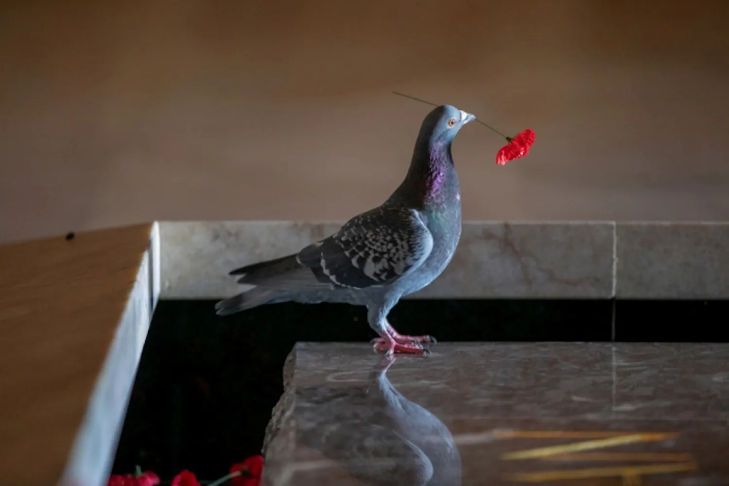 A photo of the pigeon pilfering poppies at the Australian War Memorial. (Reuters)