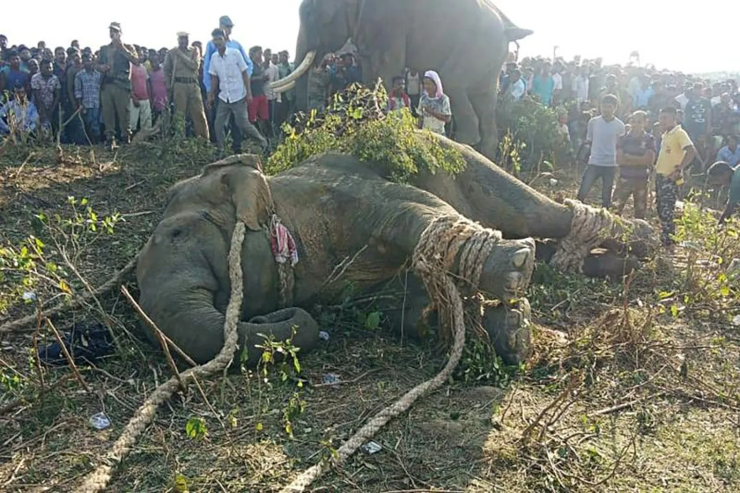 الفيل «بن لادن» قتل 5 أشخاص بينهم 3 نساء (أ.ف.ب)