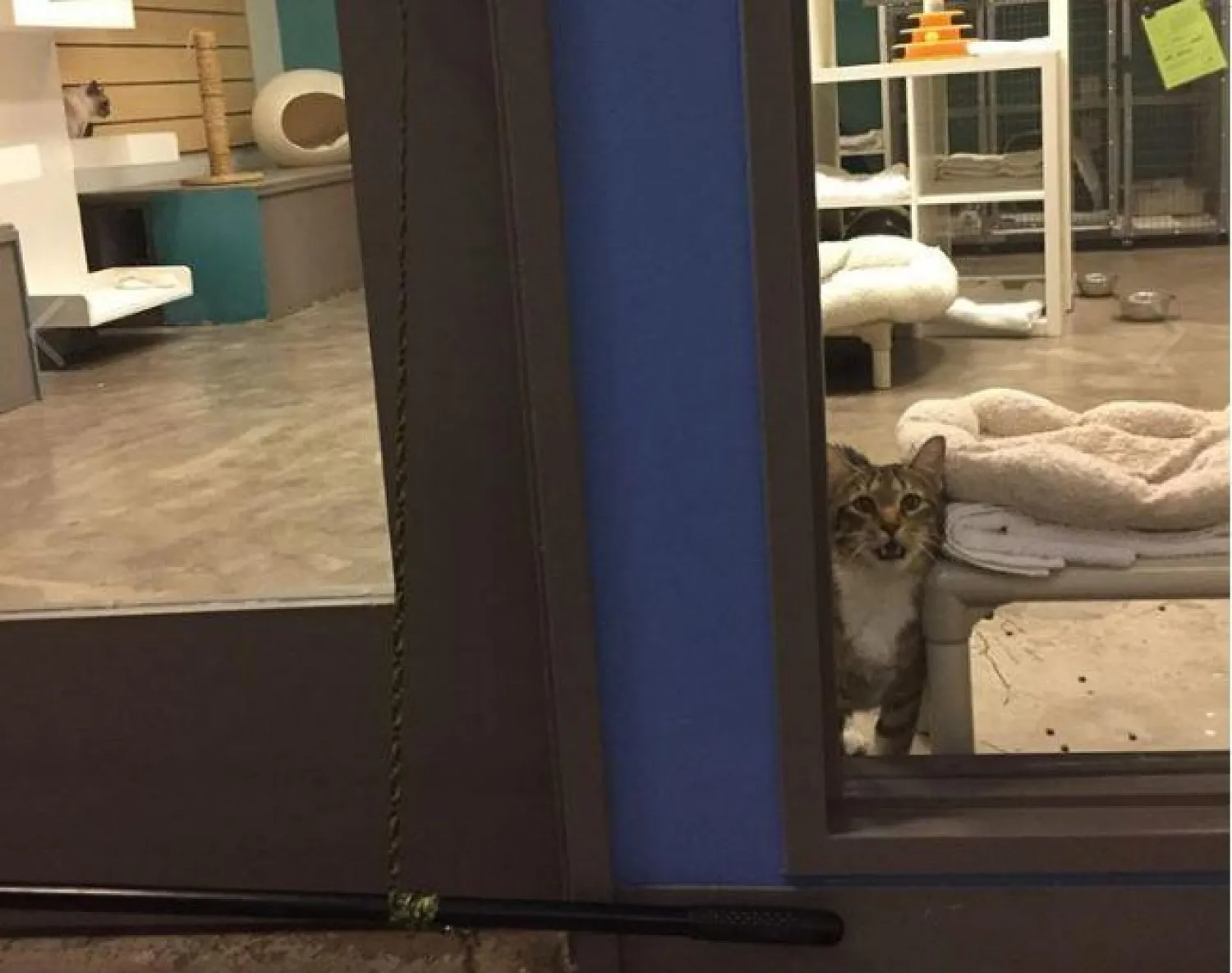 القط كويلتي أثناء وجوده في  غرفة «الحبس الانفرادي» (سي إن إن)