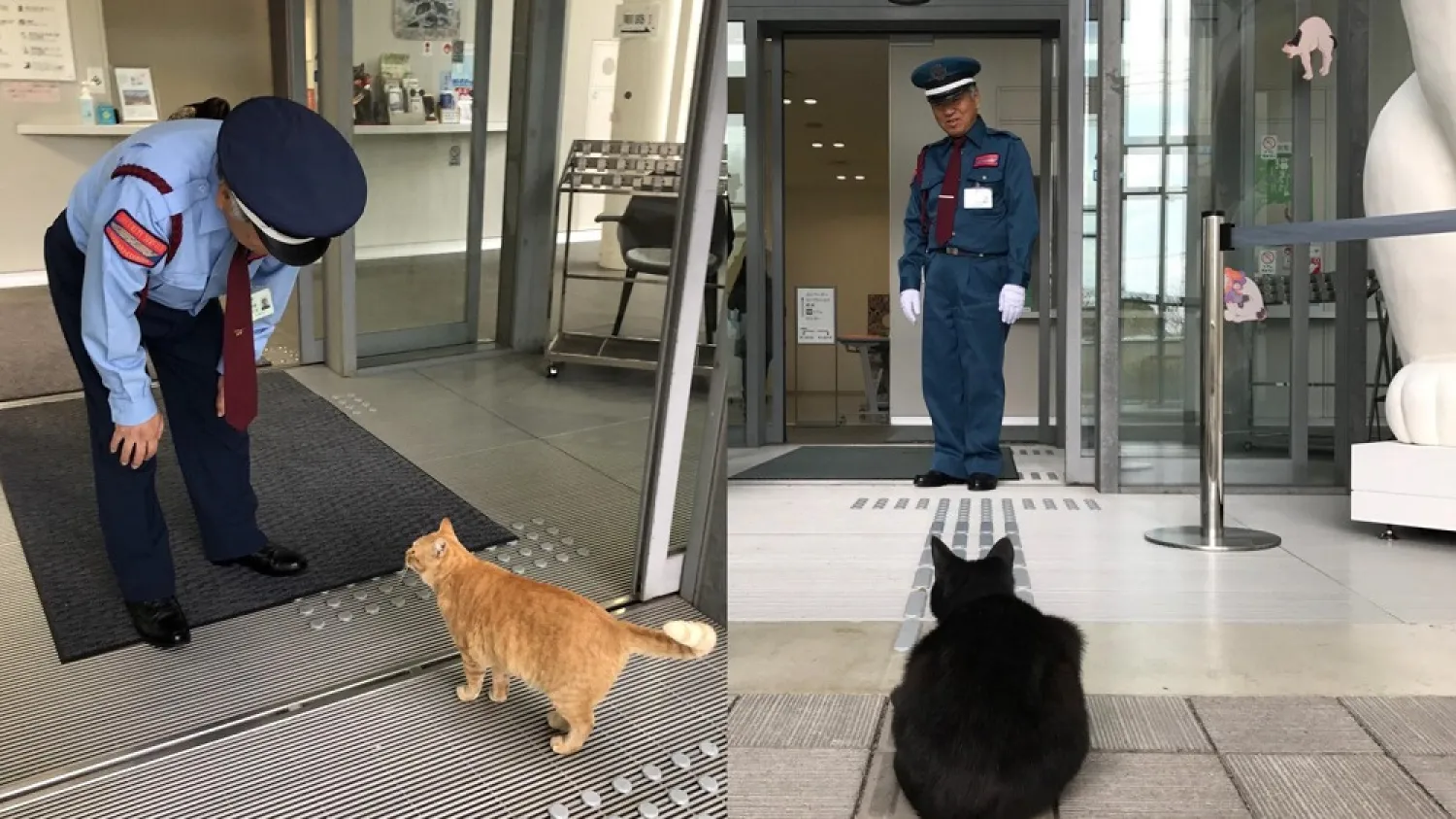 Security guards of the Onomichi City Museum of Art in Hiroshima, Japan, fend off two cats. (Twitter)