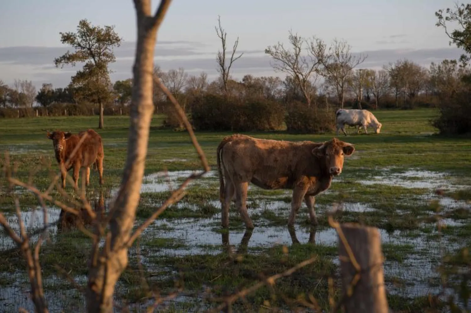 أبقار ترعى في حقل غمرته المياه بعد هطول أمطار غزيرة  بغرب فرنسا (أ.ف.ب)