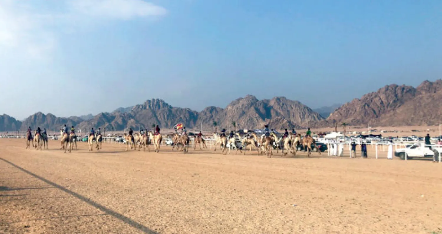 رياضة الهجن في مصر أصبحت من بين أهم الرياضات الشعبية