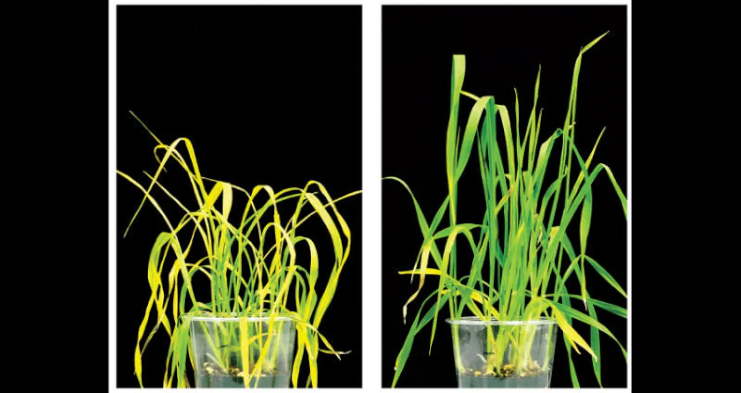 مقارنة بين نبات تمت معاملته بالمادة (يمين) وآخر لم تتم معاملته