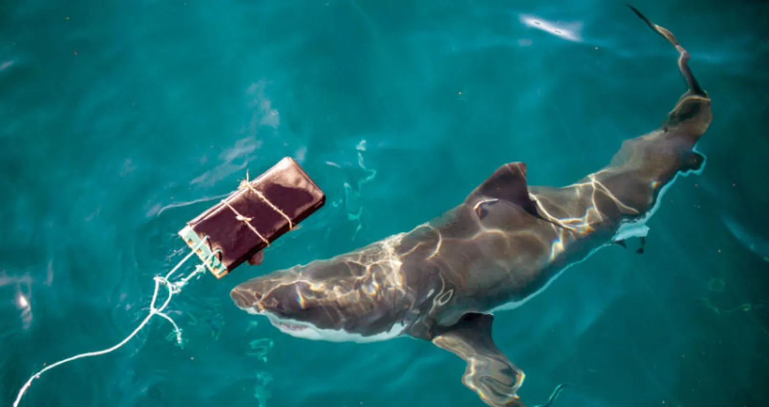 مادة البذلة الجديدة اختبرها باحثون مع القرش الأبيض