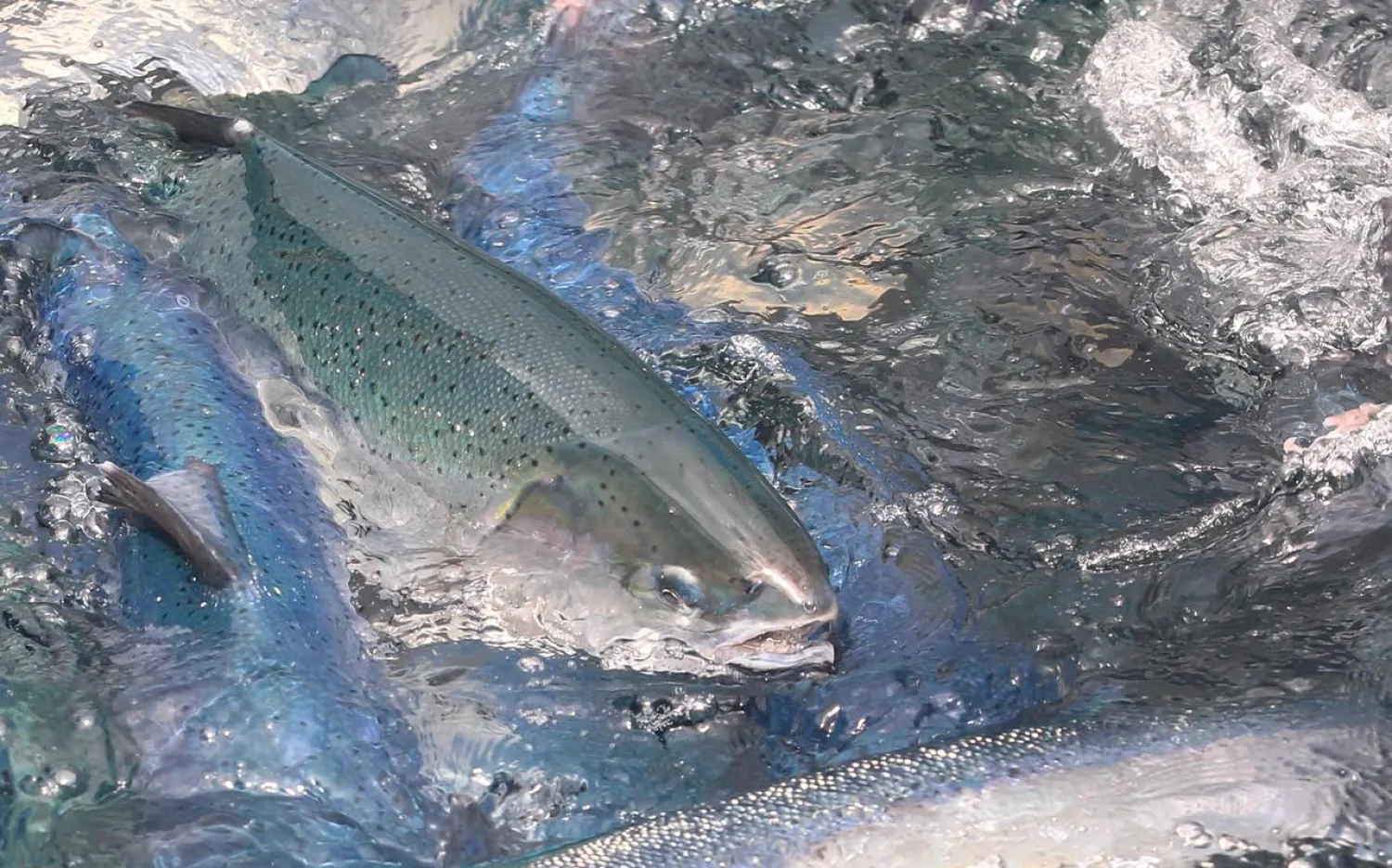 A view of a tank containing salmons is seen at a salmon hatchery in Puerto Montt, Chile October 4, 2017. (Reuters)