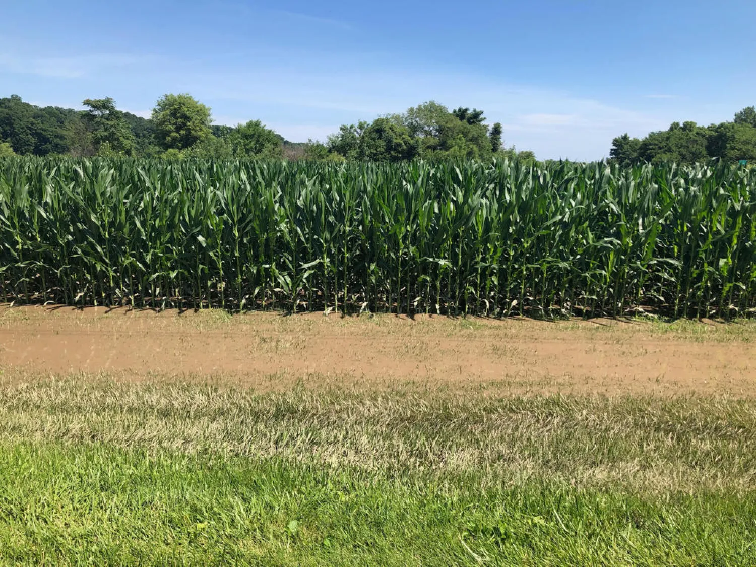 Scientists unveil a new chemical to help plants retain water. (Reuters)