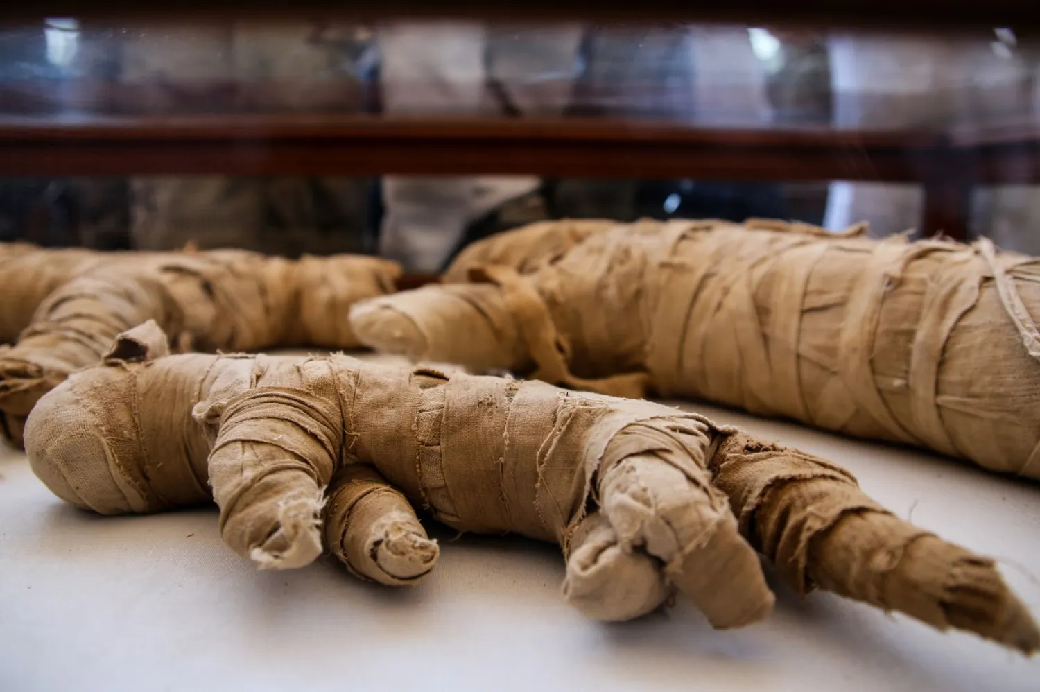 23 November 2019, Egypt, Giza: Mummified statues that was found inside a cache, on display at the Saqqara necropolis. Photo: Samer Abdallah/dpa