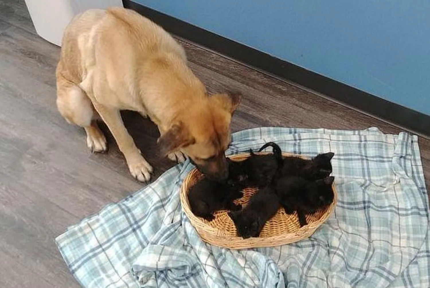 صورة للكلبة بصحبة القطط الصغيرة نشرها ملجأ إنقاذ الحيوانات الأليفة في شاتام على «فيسبوك»