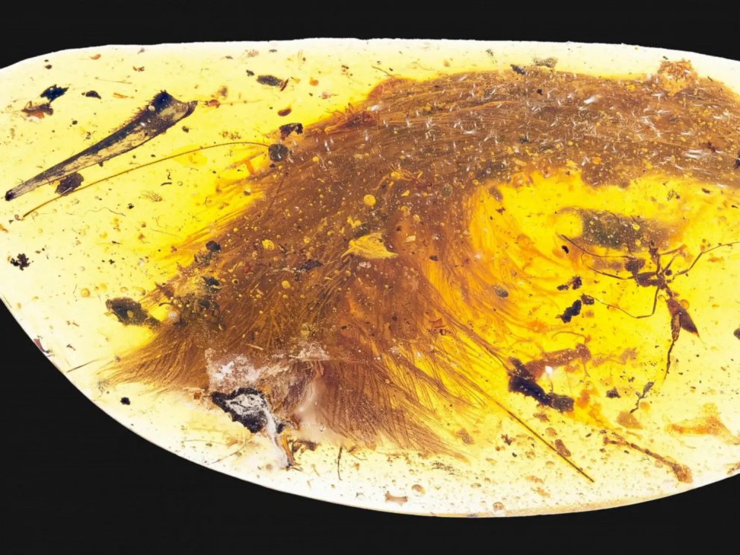 This image released by the Royal Saskatchewan Museum in Canada shows a dinosaur tail complete with its feathers trapped in a piece of amber. Royal Saskatchewan Museum (RSM/ R.C. McKellar)/AFP/Getty Images