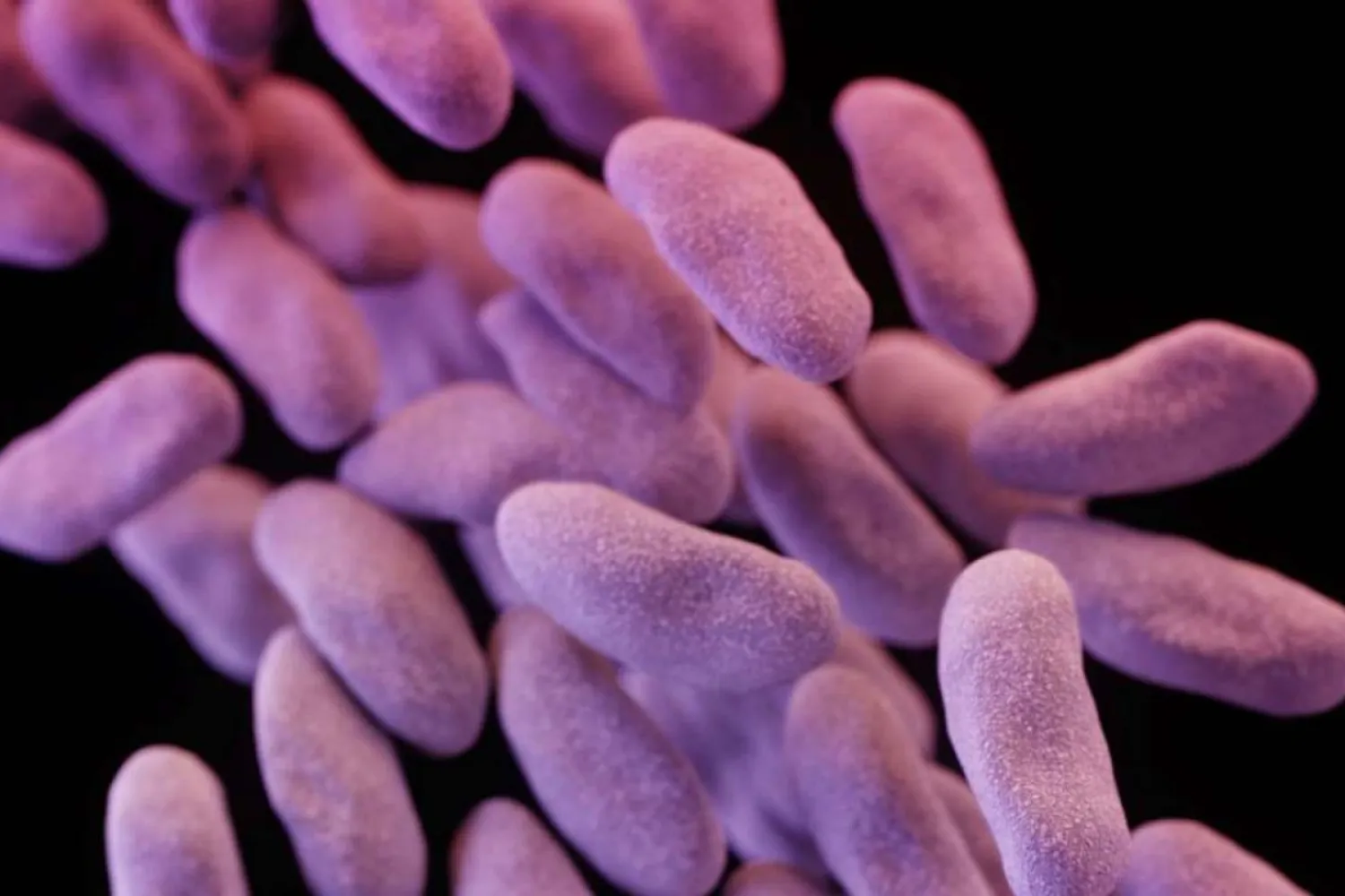 A 3-D computer-generated image of a group of antibiotic-resistant bacteria or superbug. (AP)