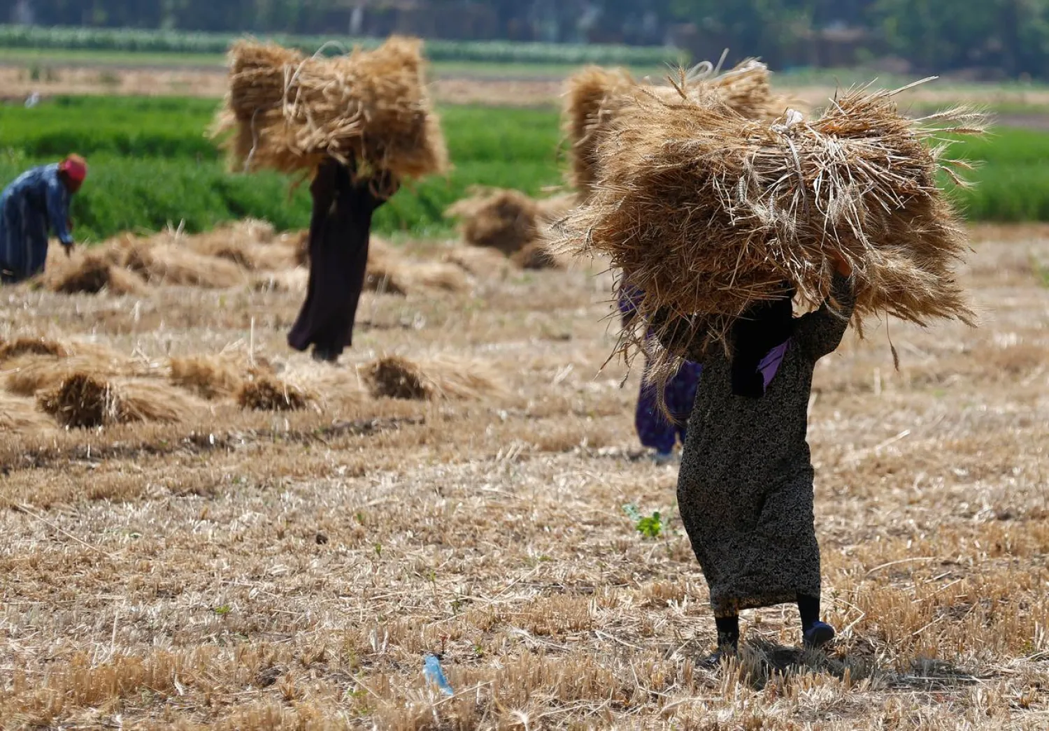 Farmers carry wheat crop on a field in the El-Menoufia governorate, north of Cairo, Egypt May 16, 2017. (Reuters)