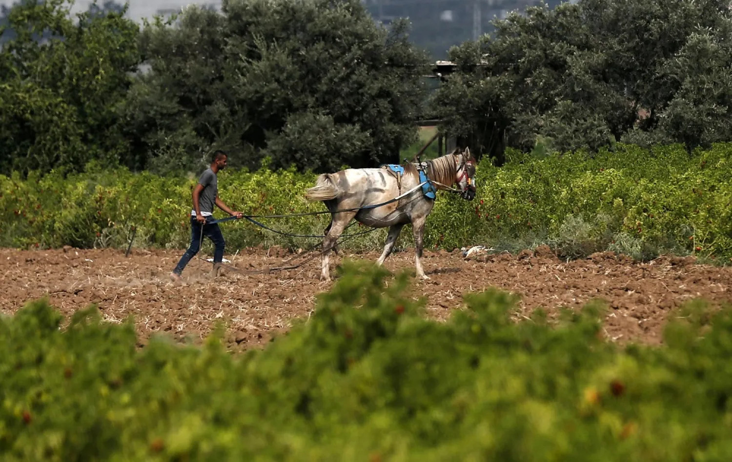 Palestinian farmers say Israel sprayed their lands with strong pesticides for four years. (AFP)