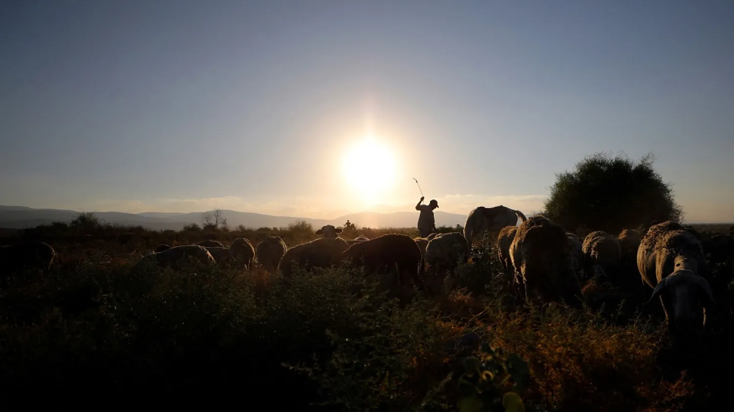 A Palestinian man herds cattle in the Jordan Valley, the easternmost part of the Israeli-occupied West Bank that borders Jordan, July 20, 2019. (Reuters)