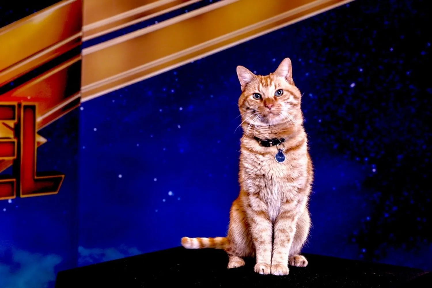 Reggie, the cat who plays Goose in Captain Marvel, poses for a portrait in Beverly Hills, California. (Reuters)