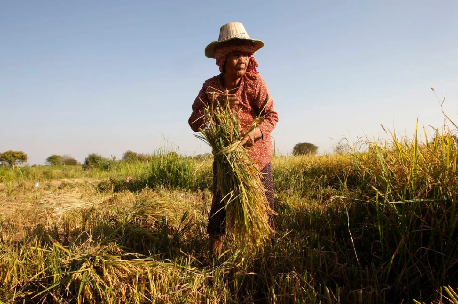 In this Feb. 11, 2019, file photo, woman cuts rice in the village of Samroang Kandal on the north side of Phnom Penh, Cambodia. Nearly a half-billion people in the Asia-Pacific are still malnourished and to achieve a goal of zero hunger by 2030 requires that millions escape food insecurity each month, according to a report released Wednesday by United Nations agencies. (AP Photo/Heng Sinith, File)