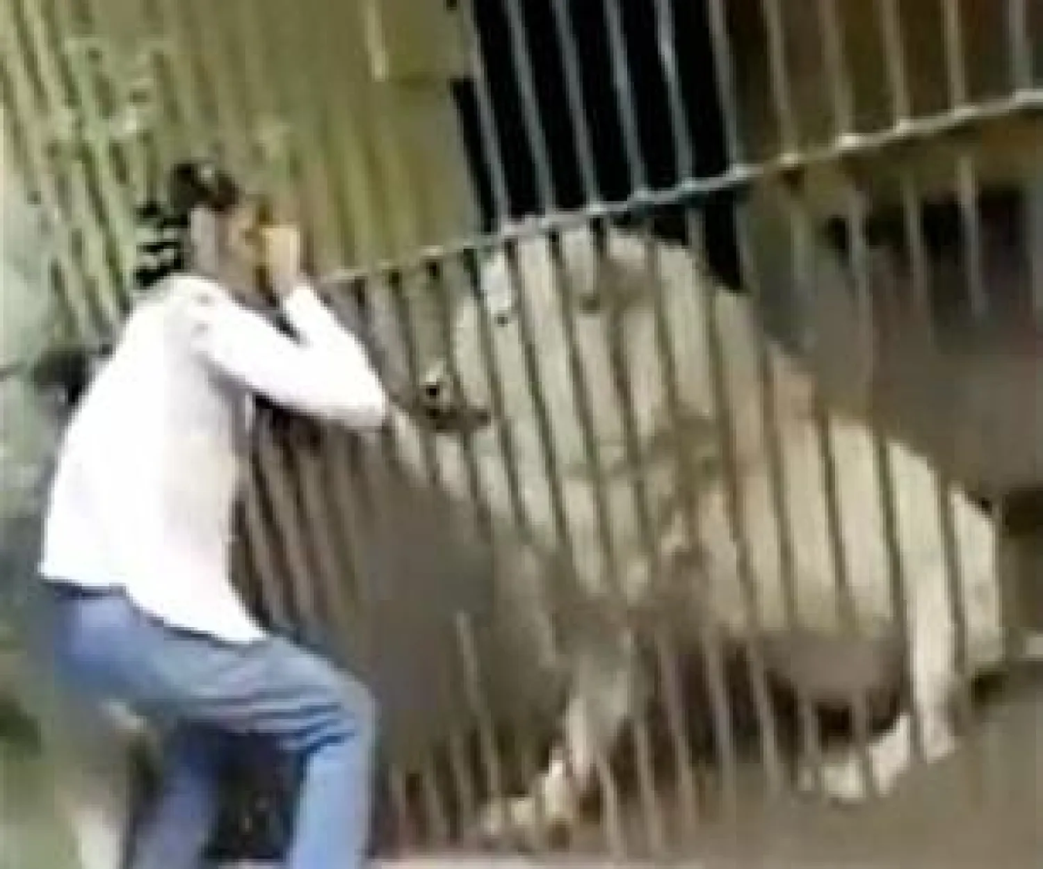 حارس الحيوانات كانو بيراديتا حاول جاهدا الإفلات من الأسد (ديلي ميل)