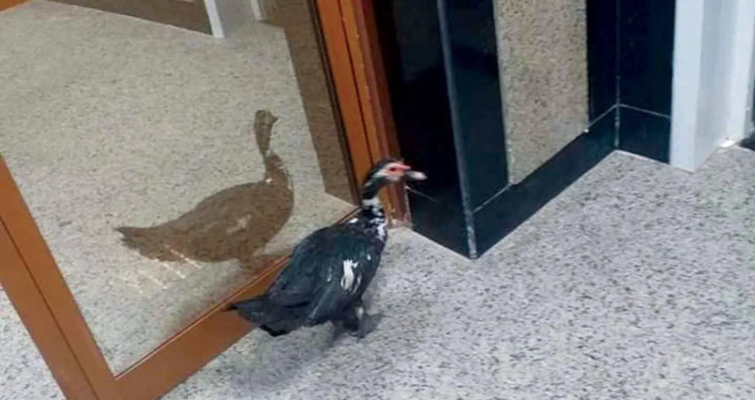 بطة تتجوّل بحرية تامة داخل مستشفى كفر الشيخ الجامعي