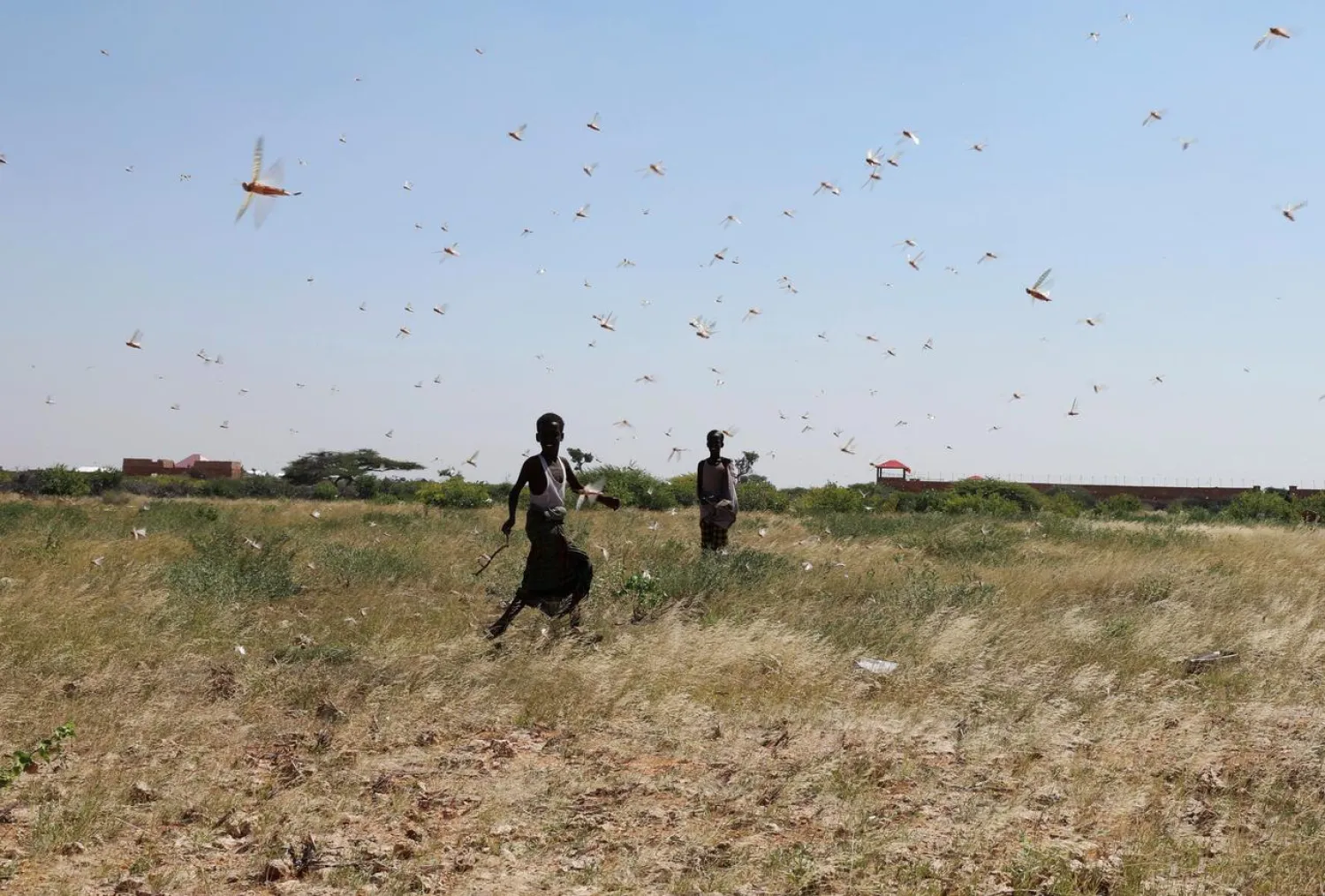 Somali boys attempt to fend off desert locusts as they fly in a grazing land on the outskirt of Dusamareb in Galmudug region, Somalia December 21, 2019. (Reuters)