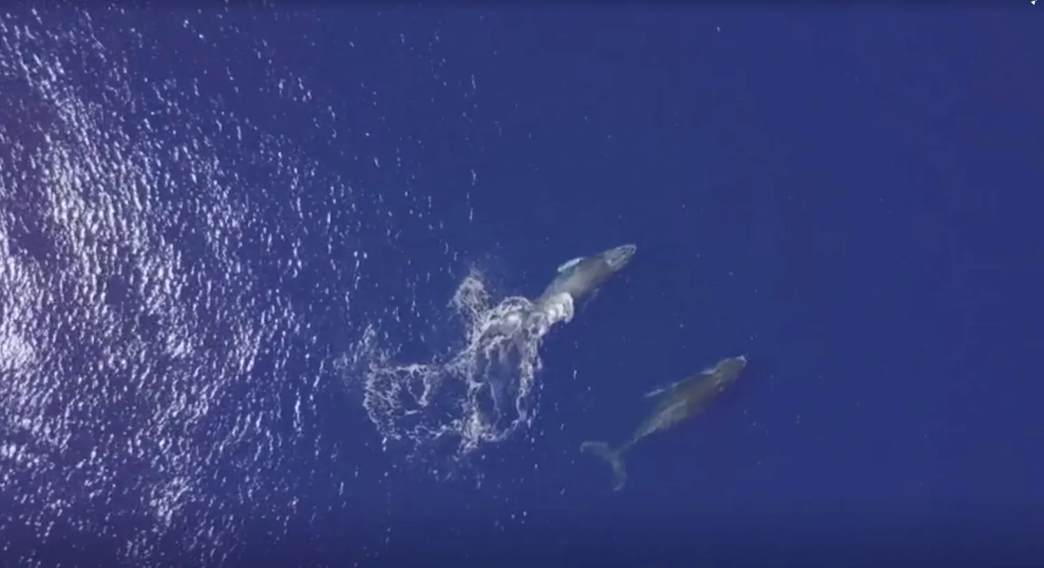 Humpback whale with her calf is seen near the French Indian
Ocean island of La Reunion, October 17, 2018 in this still image taken
from a video. Reuters TV via REUTERS
