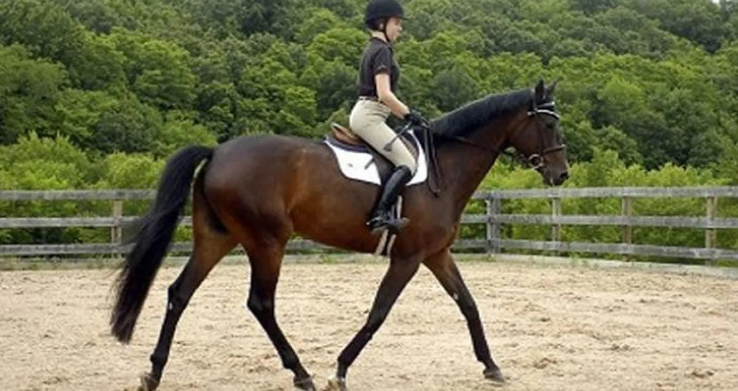 أسترالية تقطع 4500 كيلومتر على ظهر جوادها