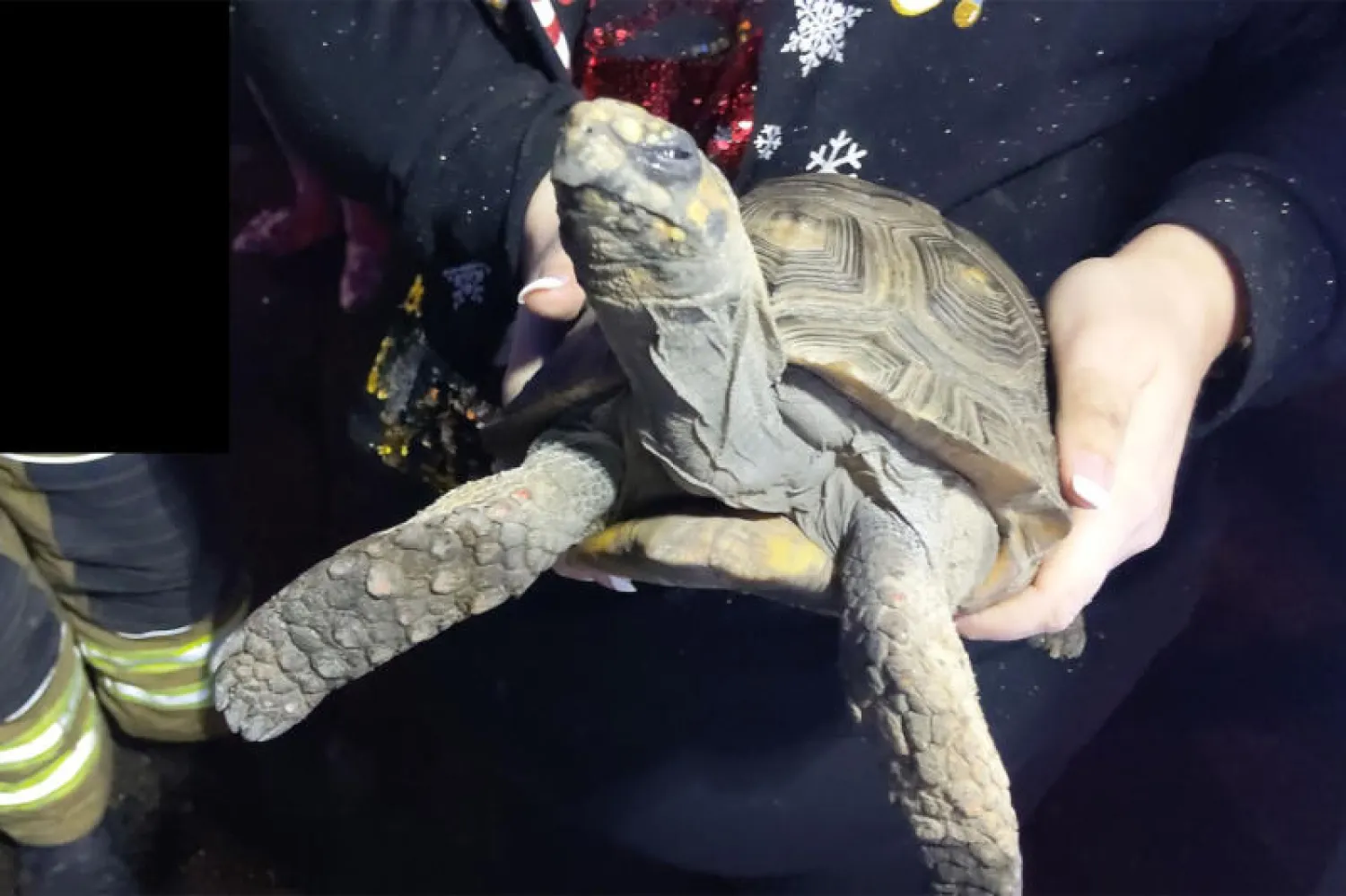صورة السلحفاة التي نشرتها خدمة الإطفاء على «فيسبوك»