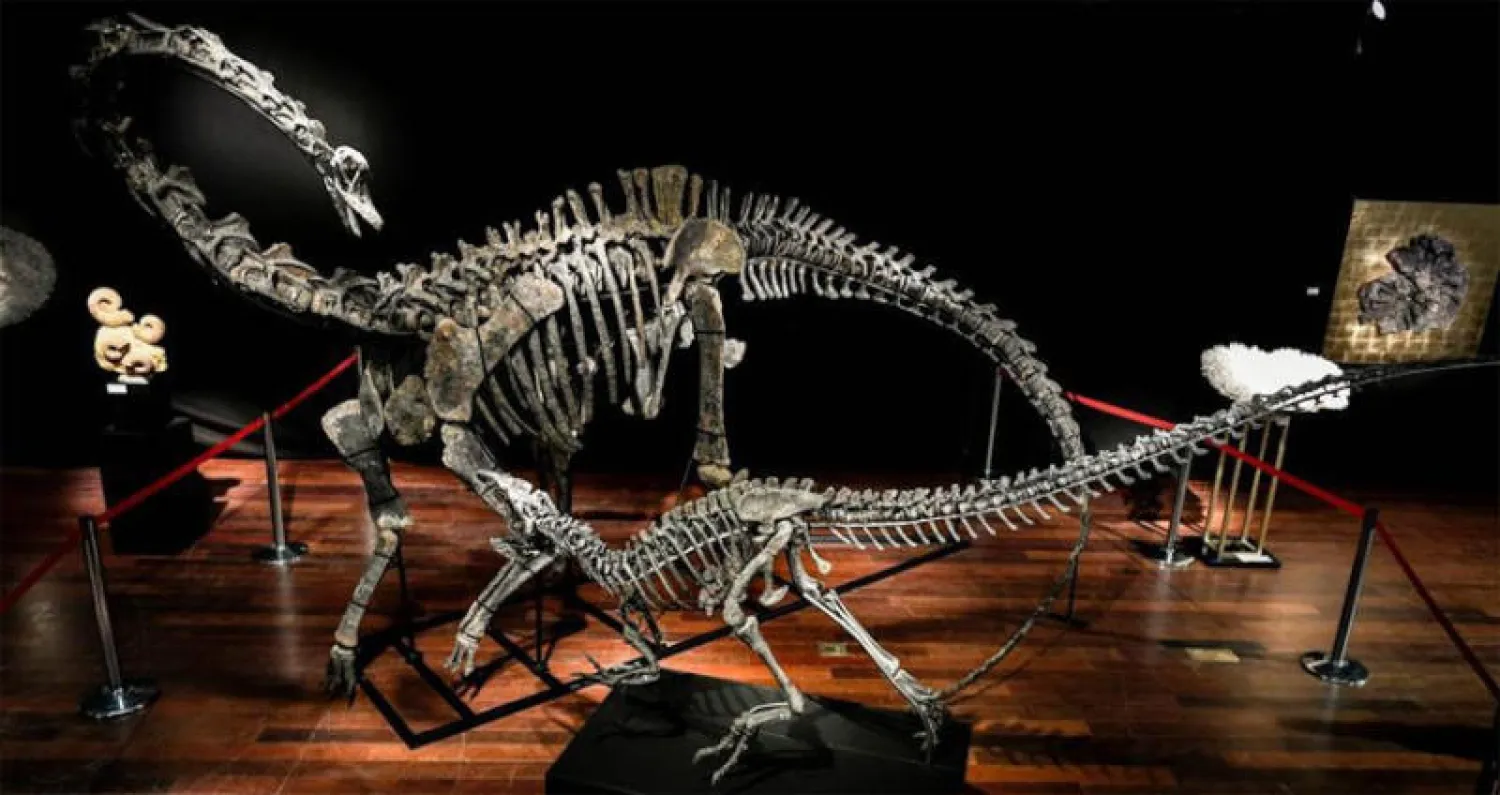باحثون أميركيون ينجحون في تحديد سن موت ديناصورين مراهقين