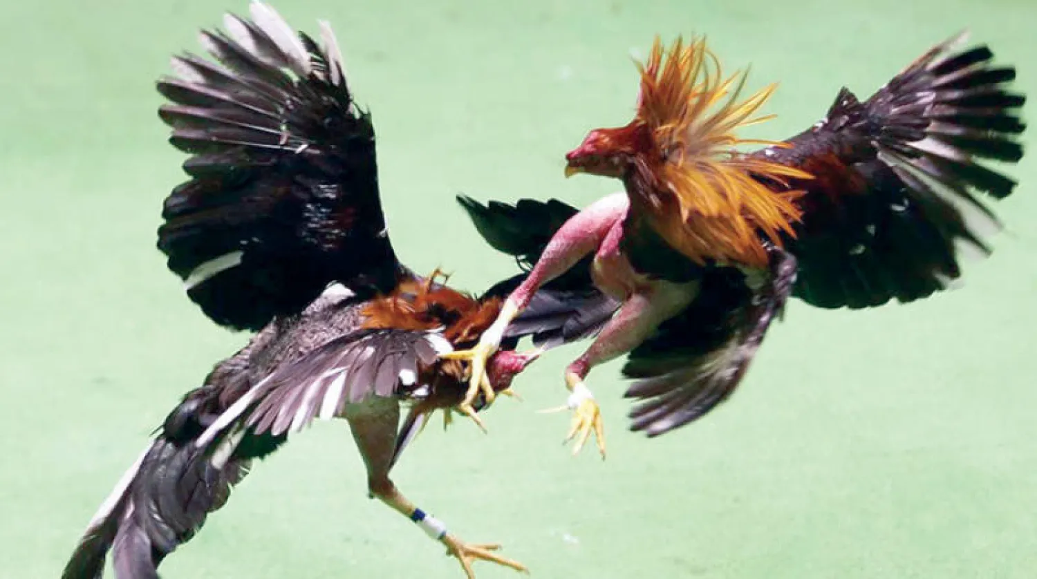 صراع الديوك في الهند (غيتي)