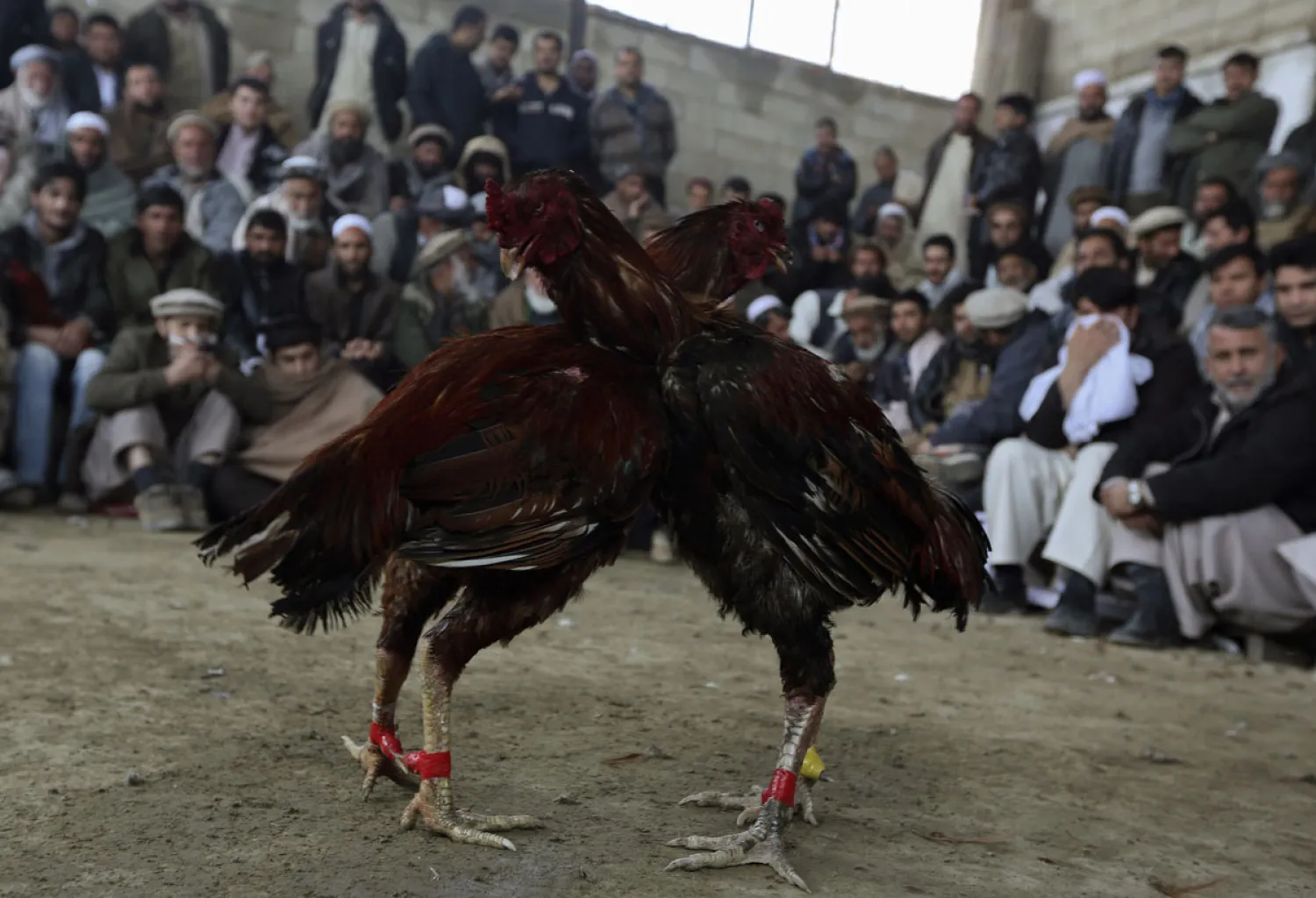  Afghan men watch as roosters fight during a traditional
cockfighting competition in Kabul March 1, 2013. (Omar
Sobhani/Reuters)