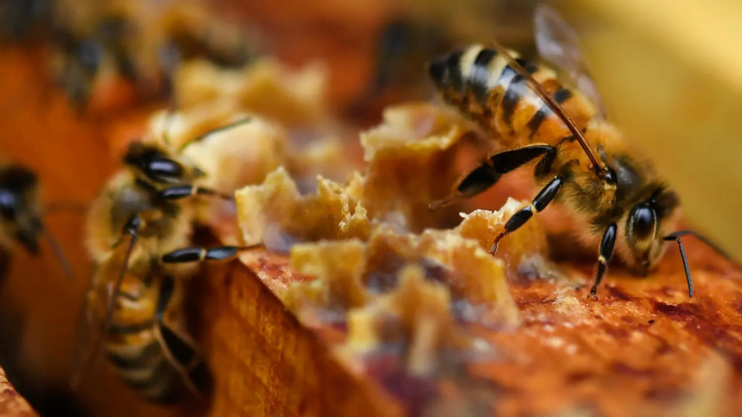 Fred Tanneau, AFP | Bees on honey frames in Ploerdut, western France.