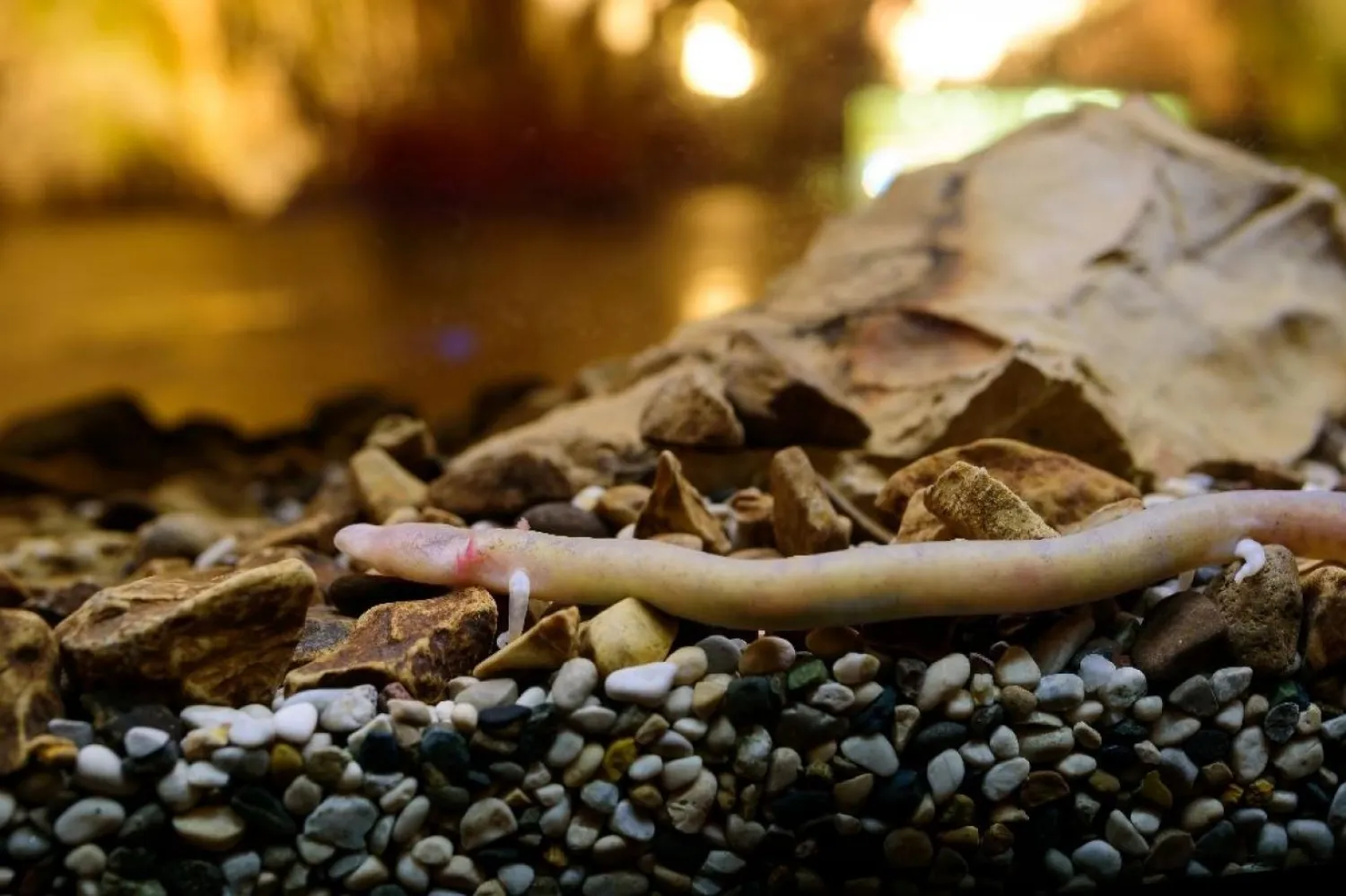 Mağara semenderi (Proteus anguinus), Avrupa'da mağaralarda yaşayan tek omurgalı hayvan türü (AFP)