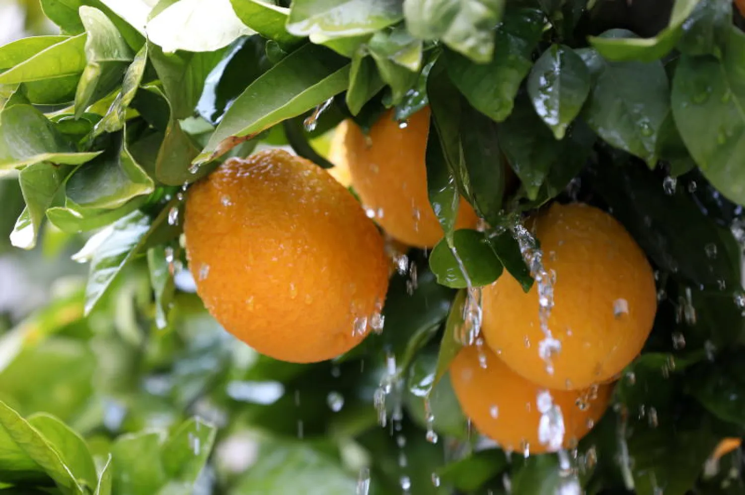 ثمار الليمون (أ.ف.ب)