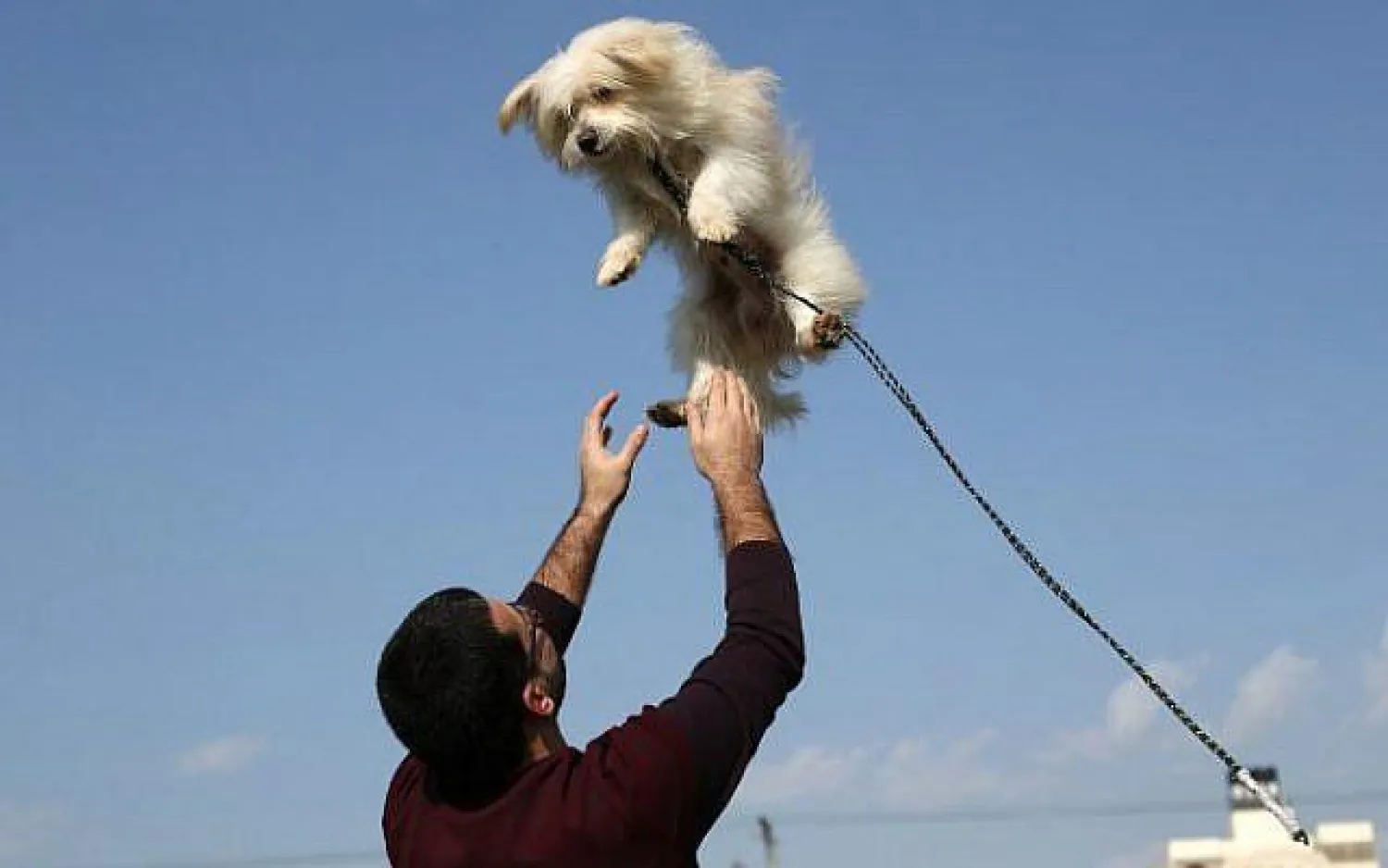 الدراسة قالت إن هناك عدداً متزايداً من محبي الكلاب يفضّلون مشاركة حياتهم مع كلب وليس إنساناً (أ.ف.ب)