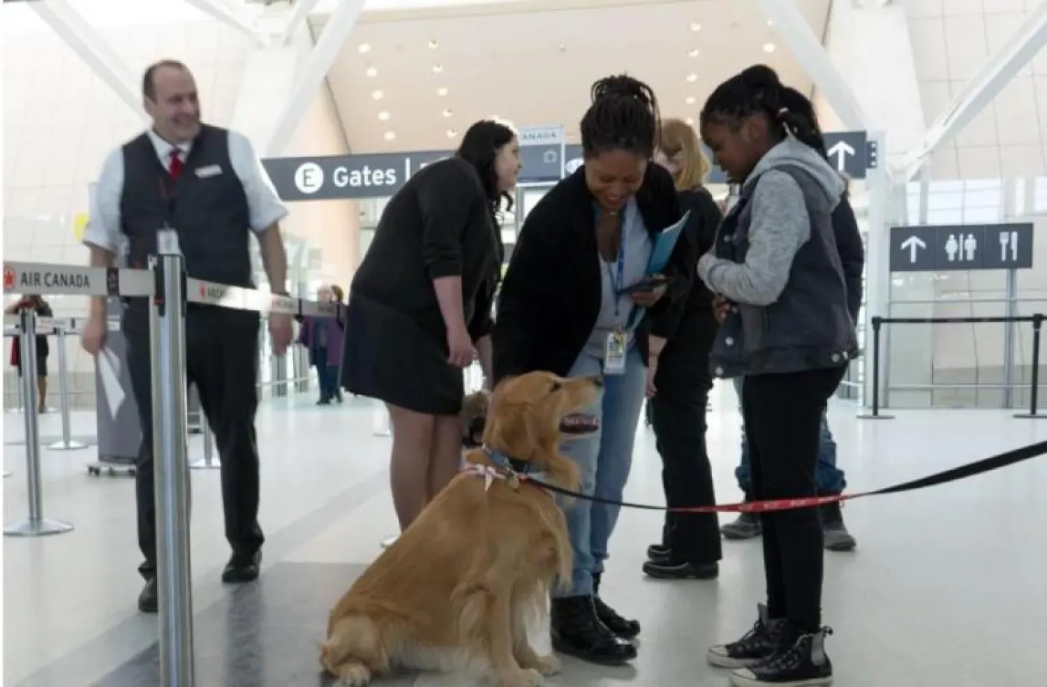 رئيس هيئة النقل الجوي الدنماركية اعتبر أن الكلب «ملكية» لا يمكنه المطالبة بتعويض - أرشيف (إ.ب.أ)