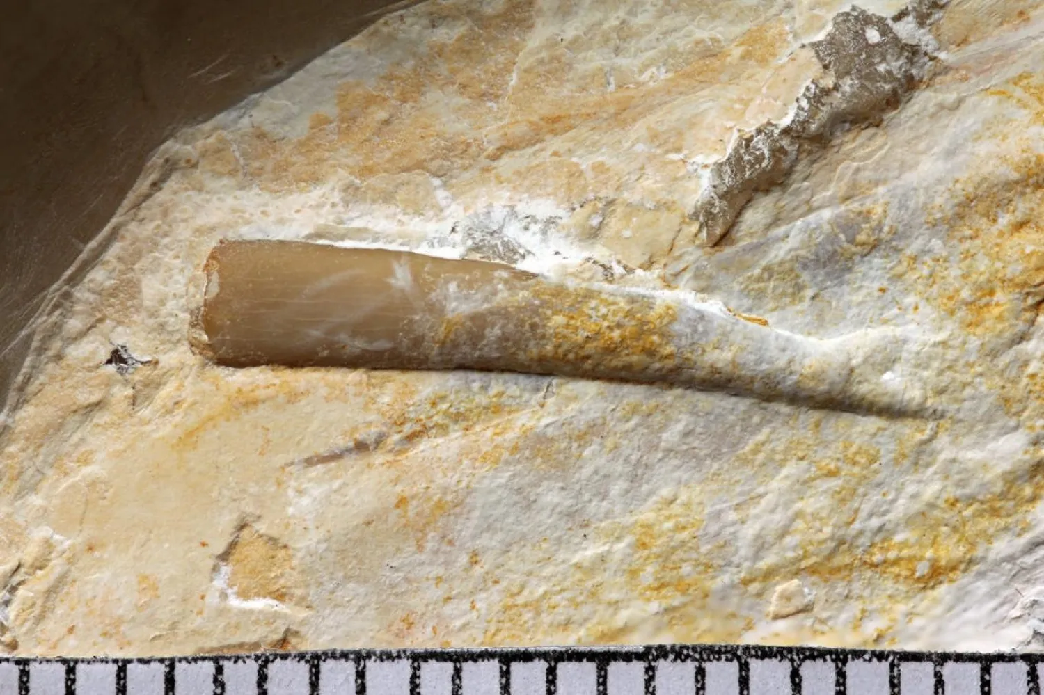 Teruzor fosili (natureresearch)
