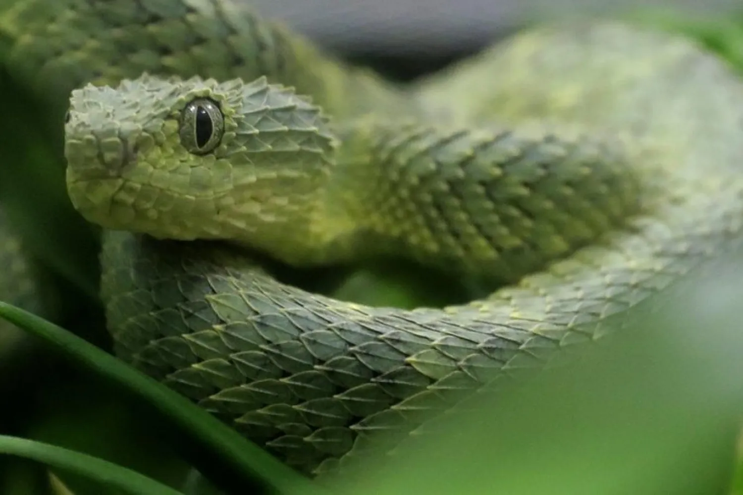 Bir mantar patojeni kurbağaları ortadan kaldırdıktan sonra yılanlar ve yılan türleri de öldü (AP)
