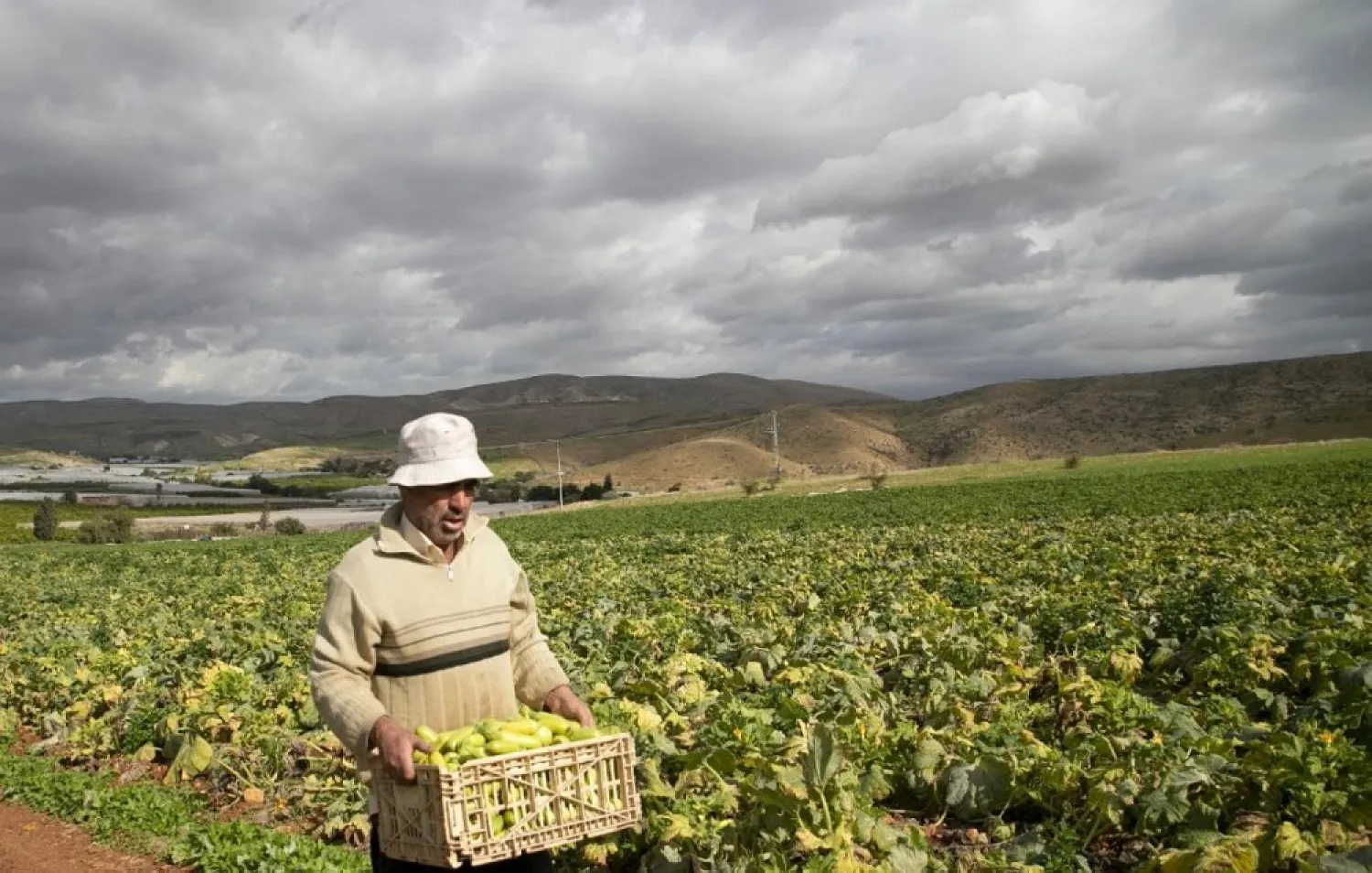 A Palestinian farmer packs courgettes at a field in the Jordan Valley. (AFP)