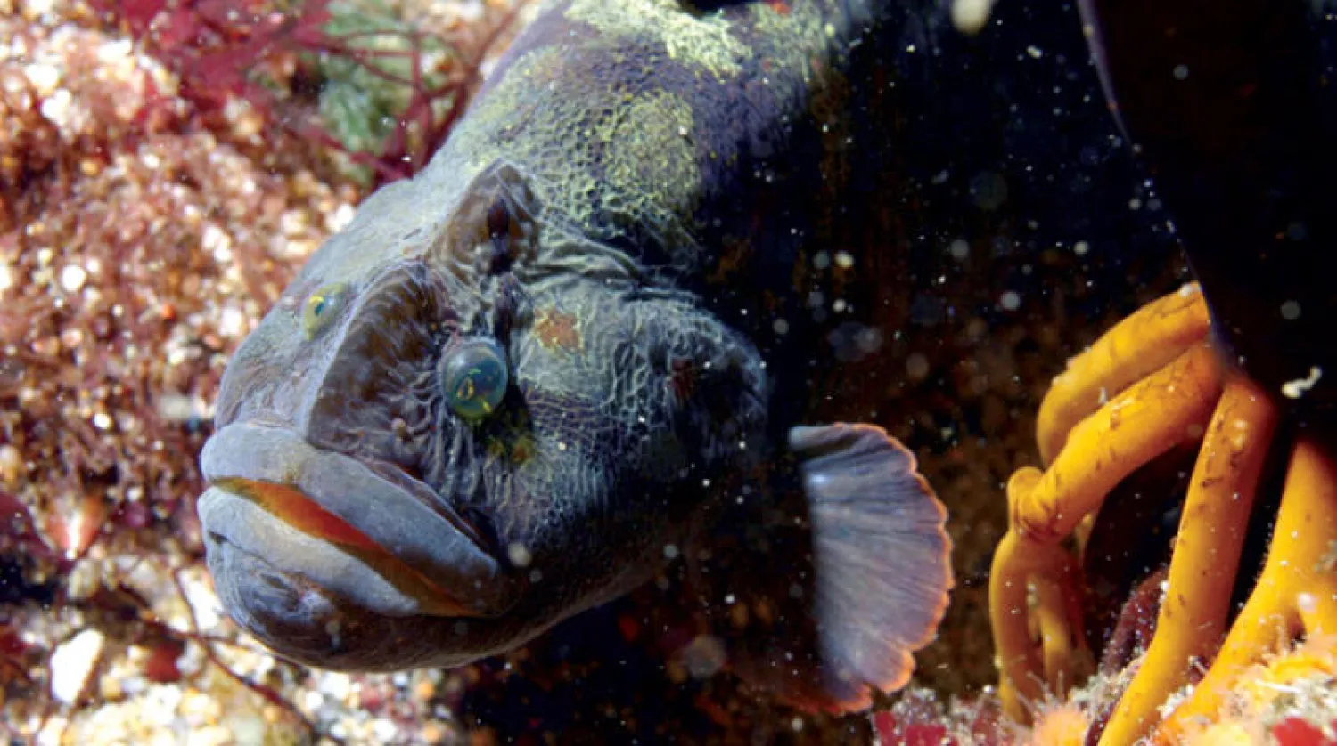 سمكة بوجه قرد