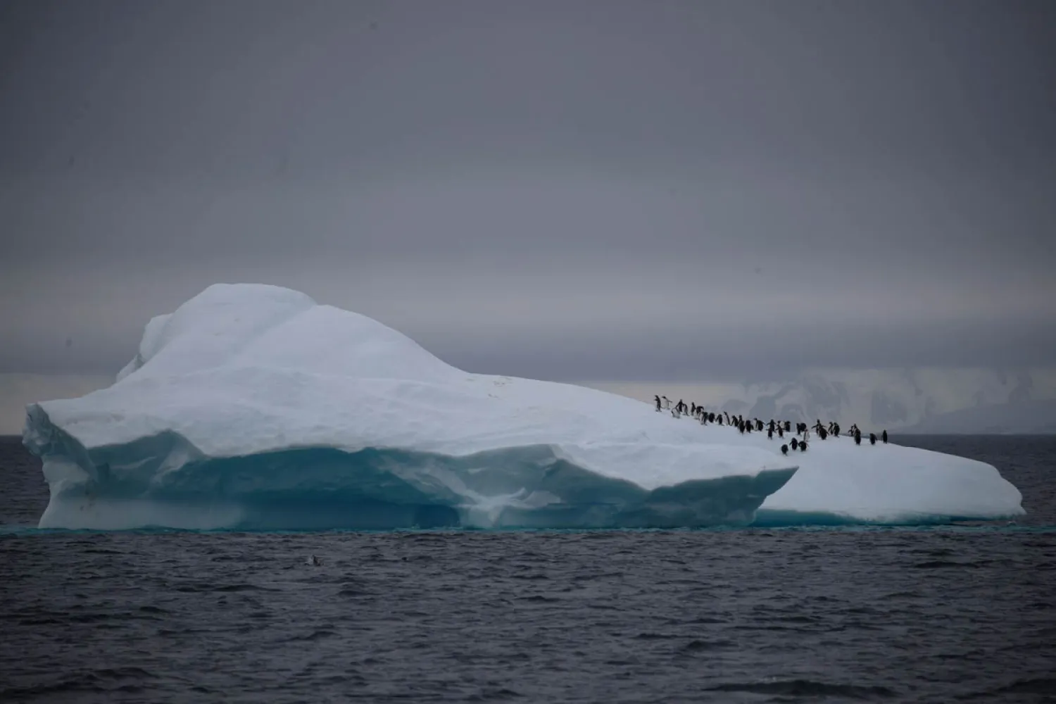 A group of chinstrap penguins walks on top of an iceberg floating near Lemaire Channel, Antarctica. UESLEI MARCELINO/REUTERS