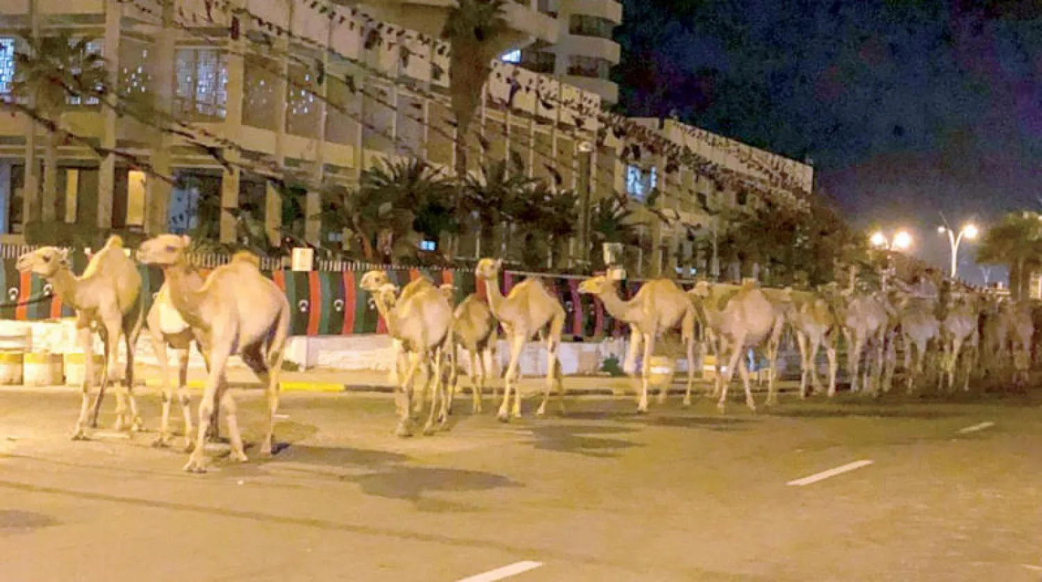 قطعان الإبل السائبة في أحد شوارع طرابلس