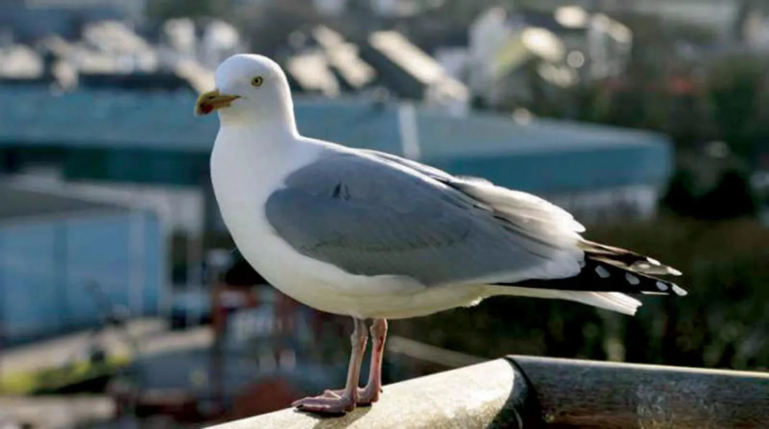 طيور النوارس تراقب البشر للانقضاض على بقايا الطعام