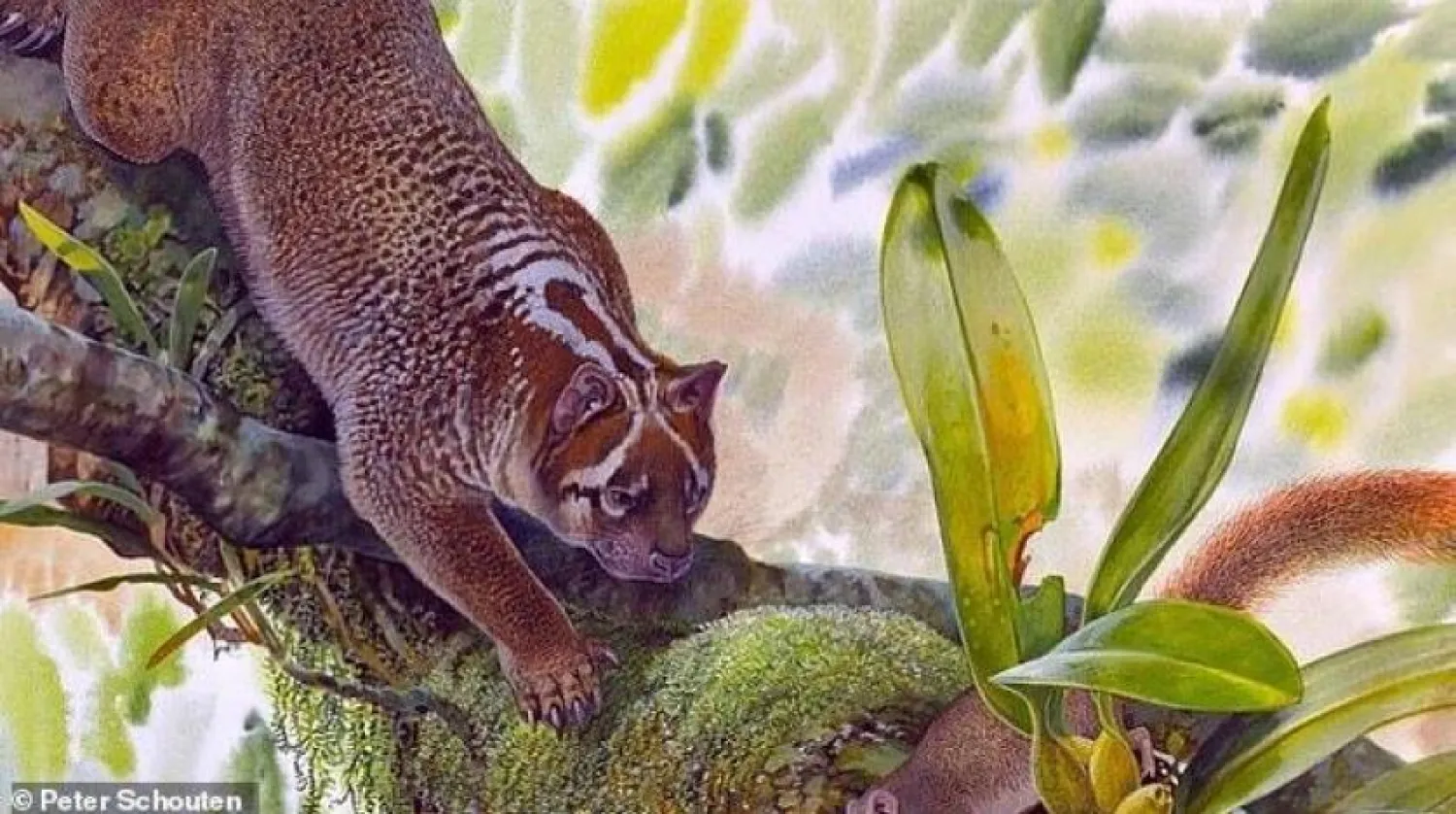 ​Yeni keşfedilen aslan türünü gösteren bir resim (Daily Mail)