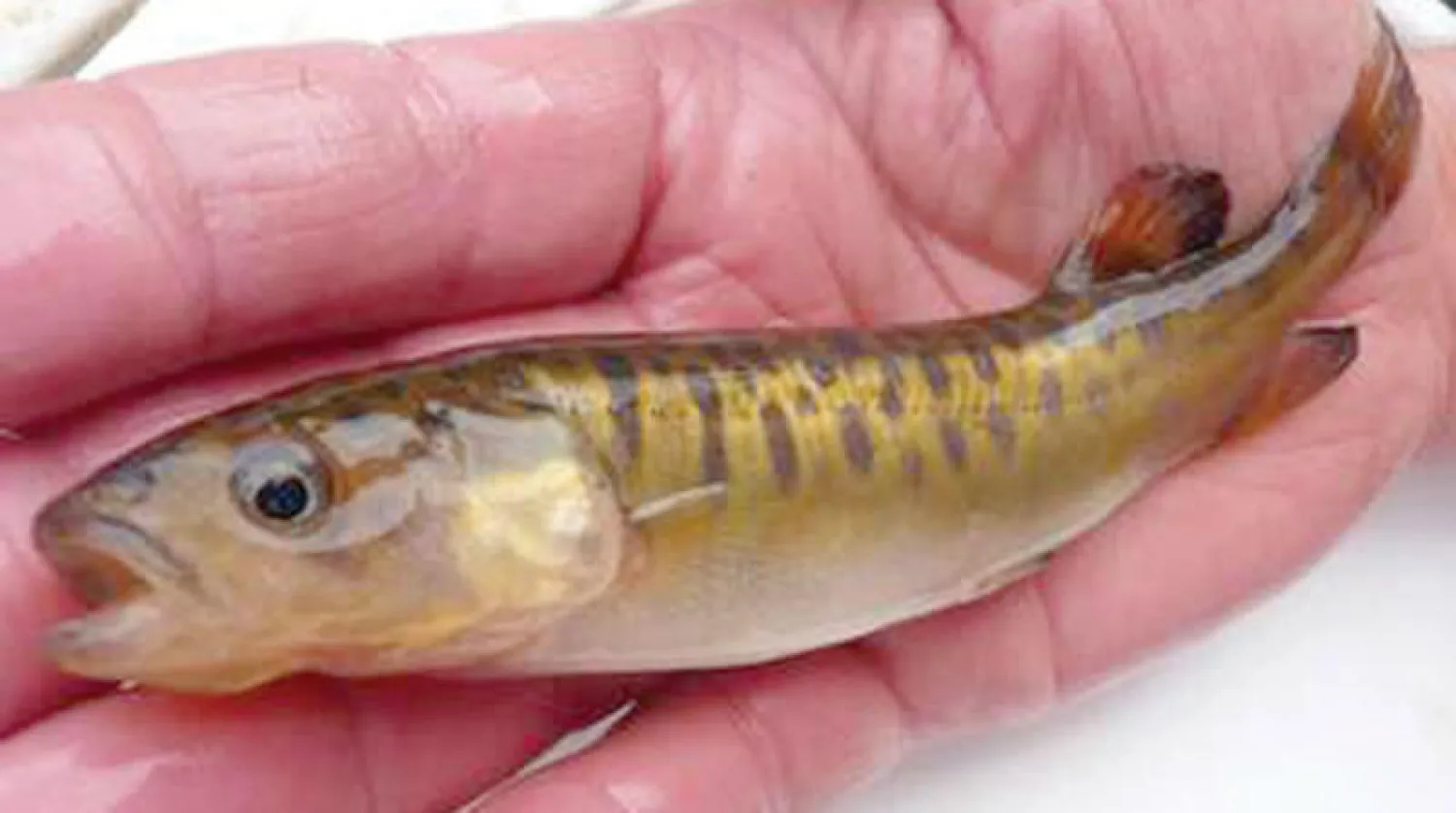 وفقا لتقديرات العلماء والباحثين، لم يتبق من هذه الأسماك سوى نحو ألفين